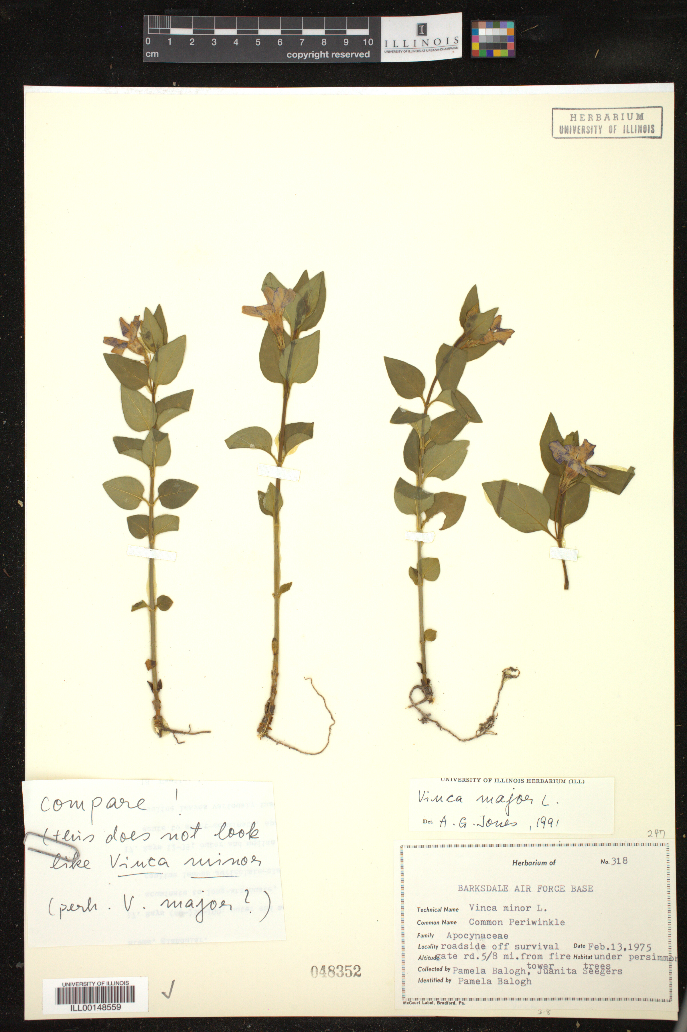 Vinca major image