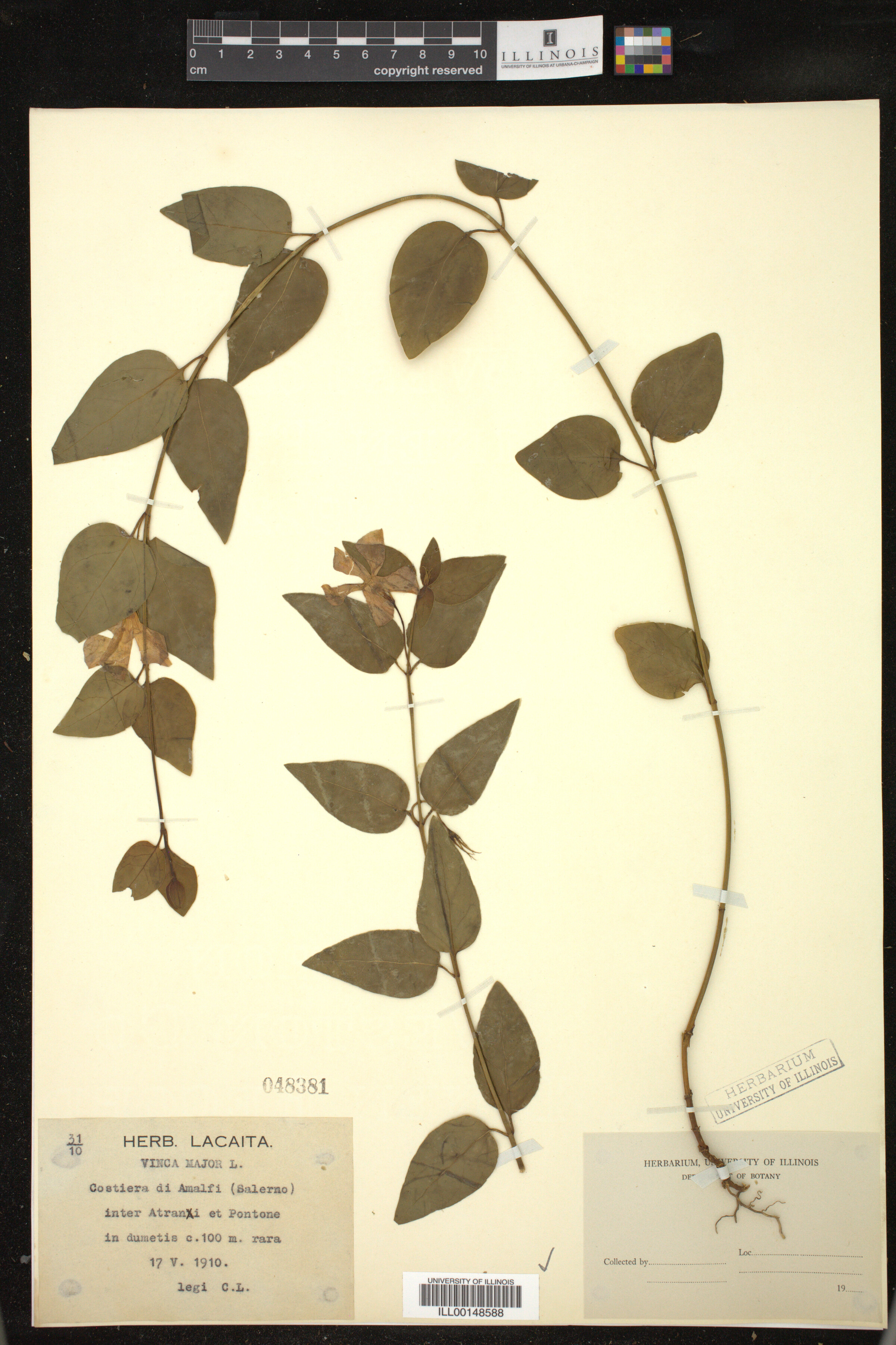 Vinca major image