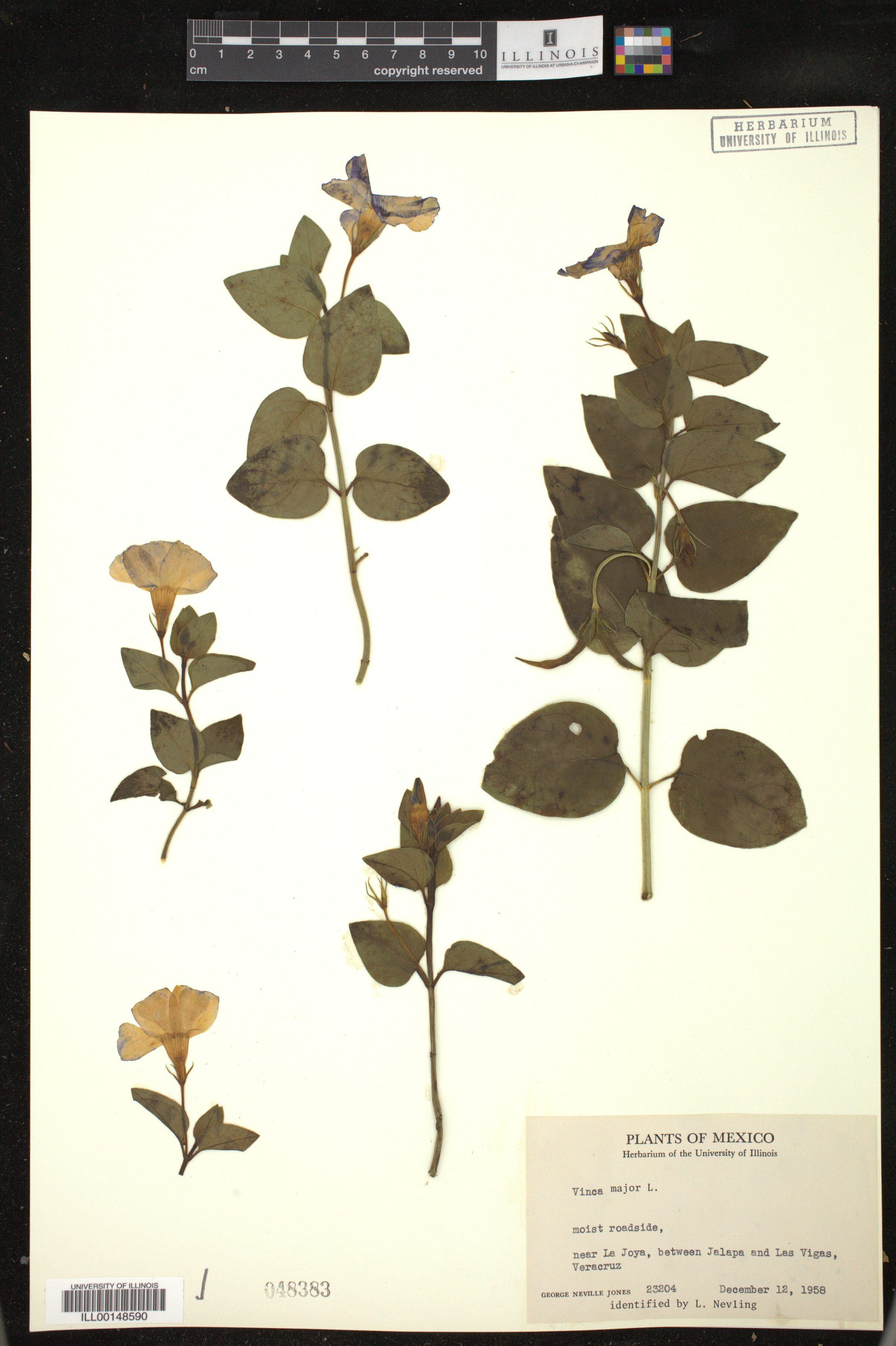 Vinca major image