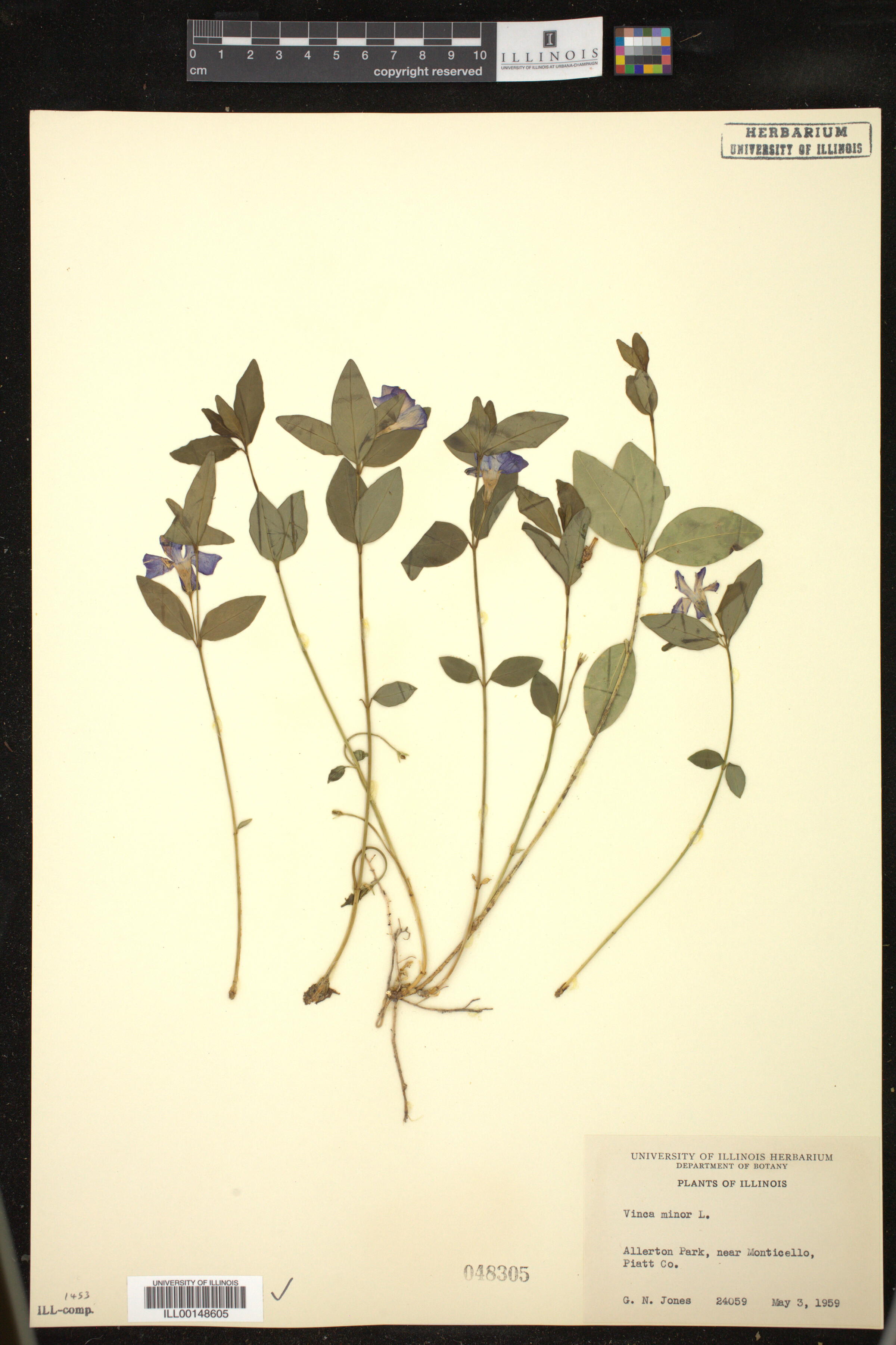 Vinca minor image