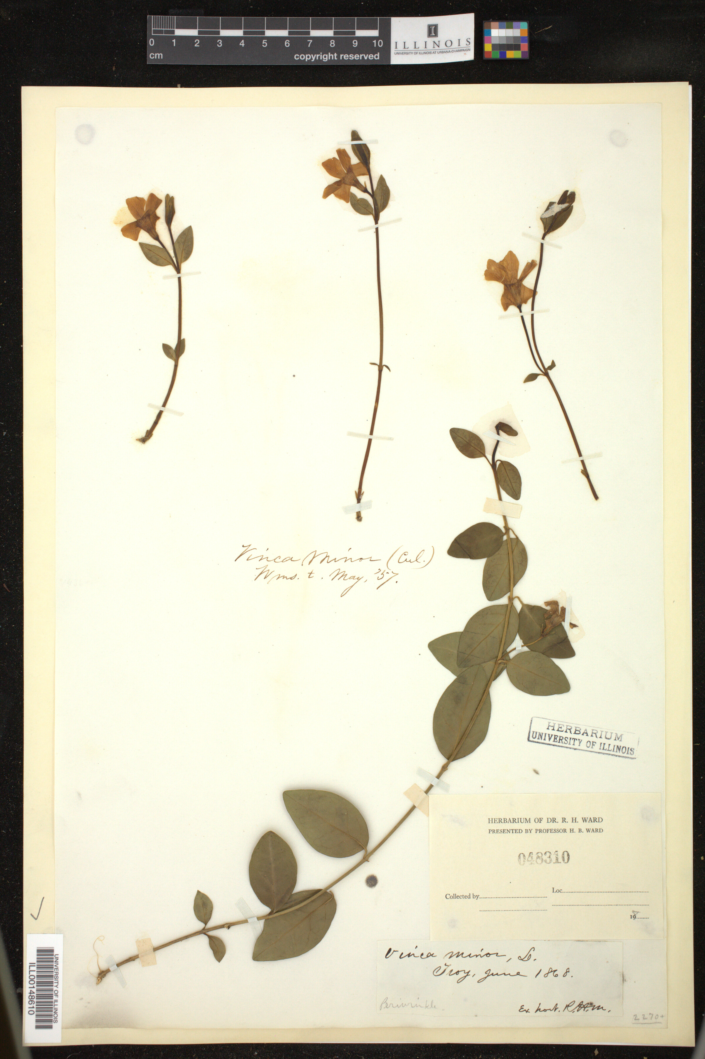Vinca minor image