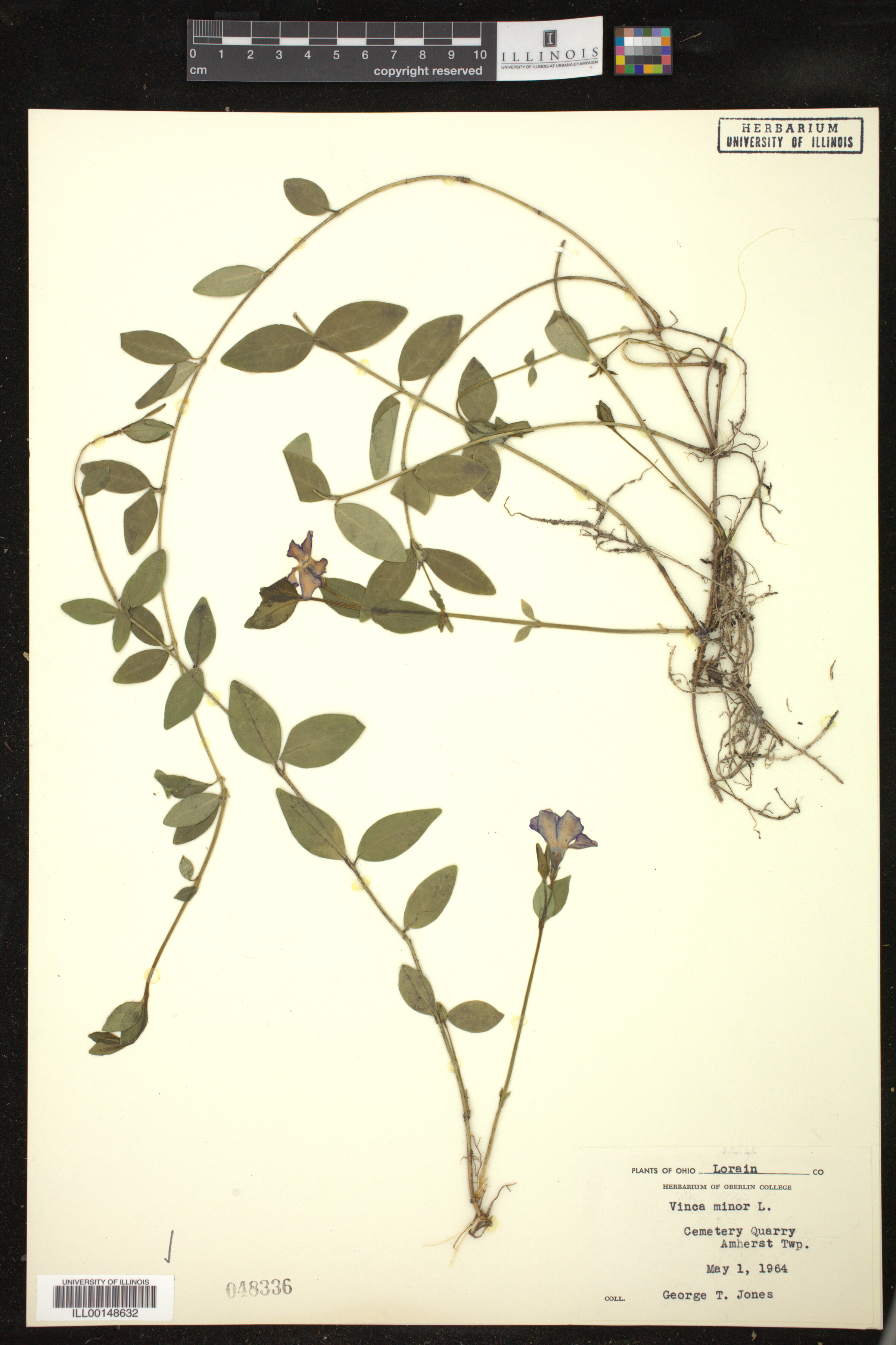 Vinca image