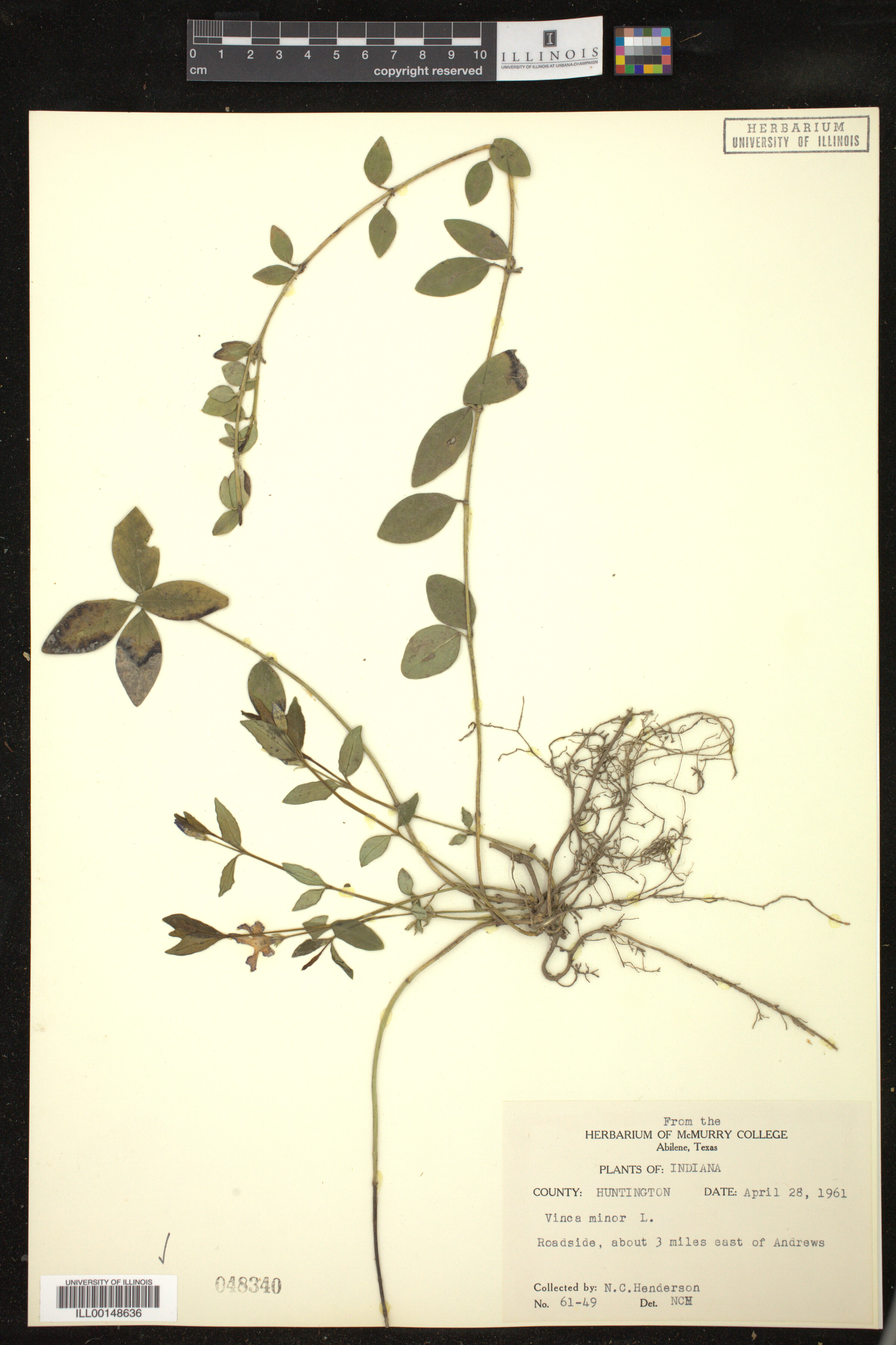 Vinca minor image