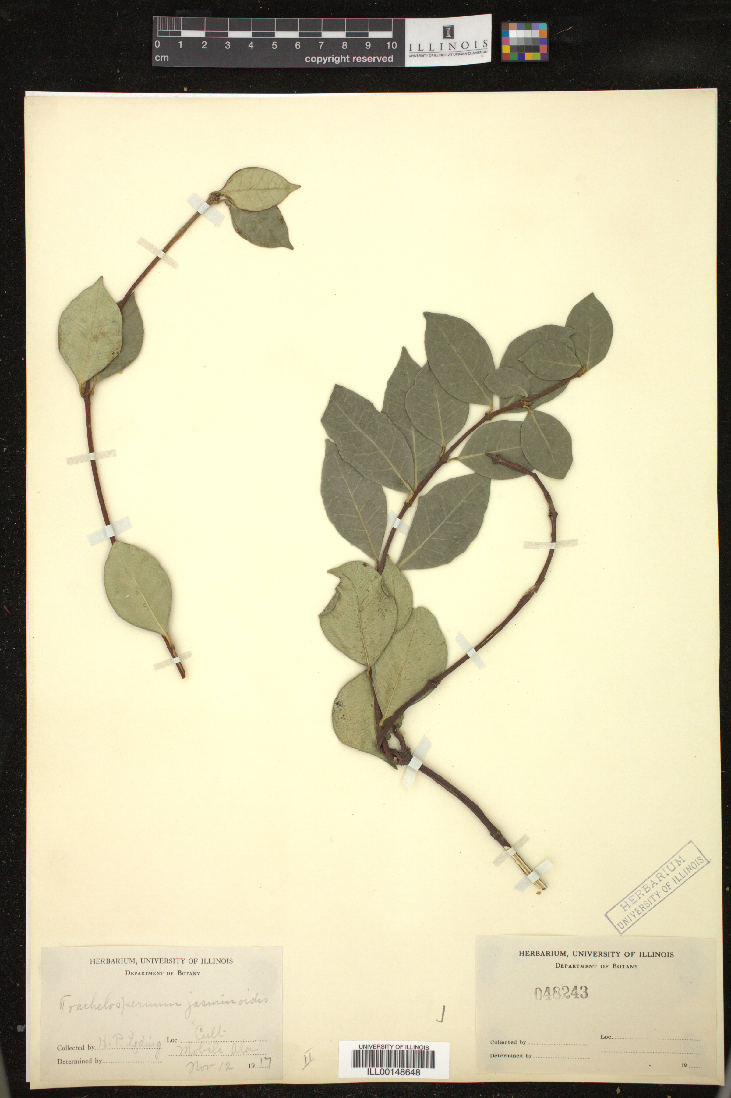 Apocynaceae image
