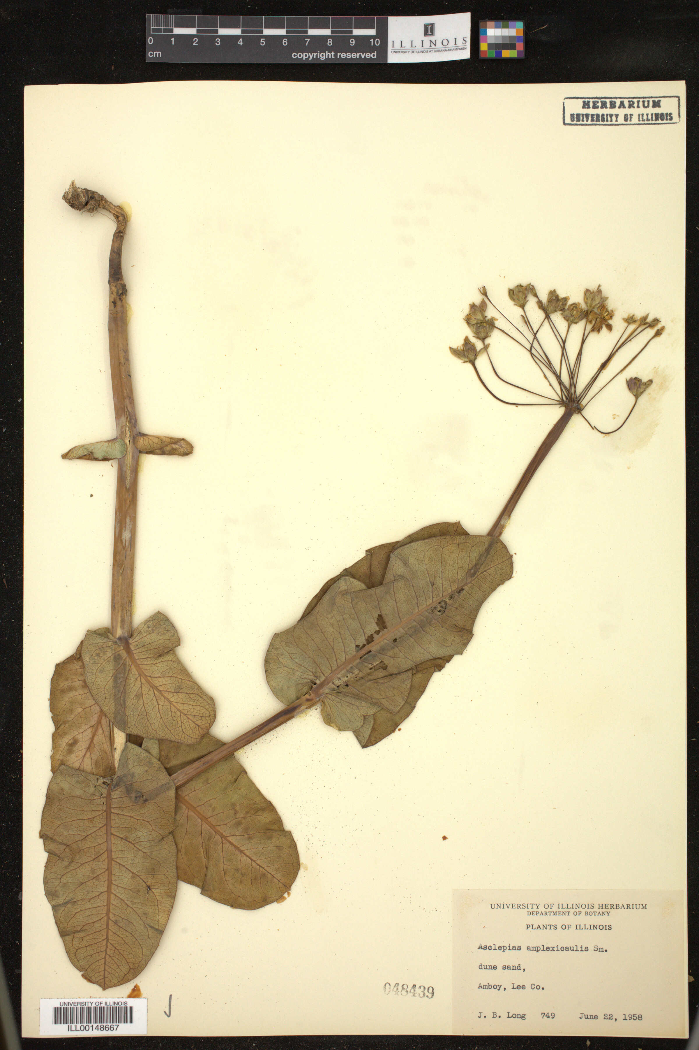 Asclepias amplexicaulis image