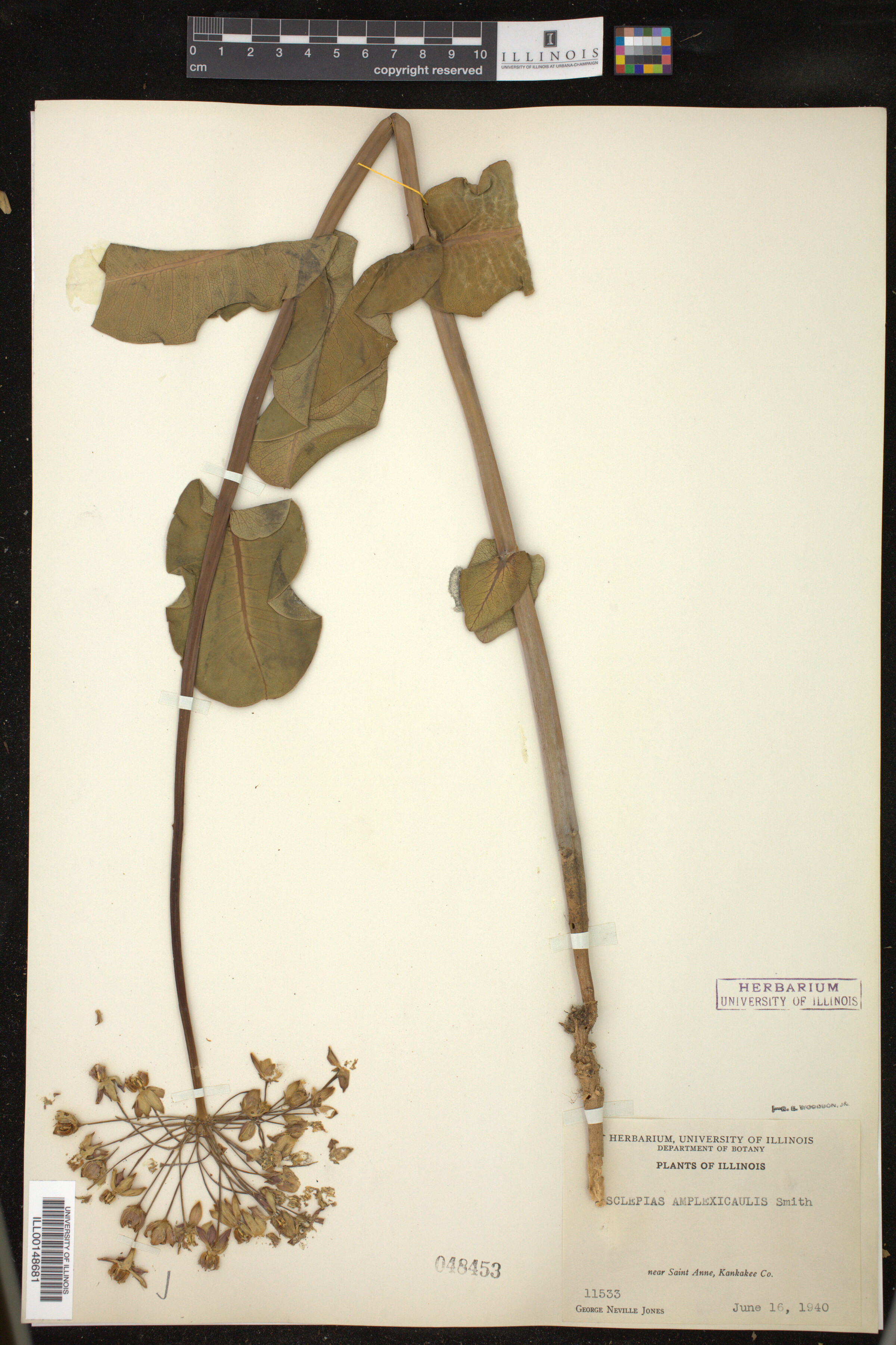 Asclepias amplexicaulis image