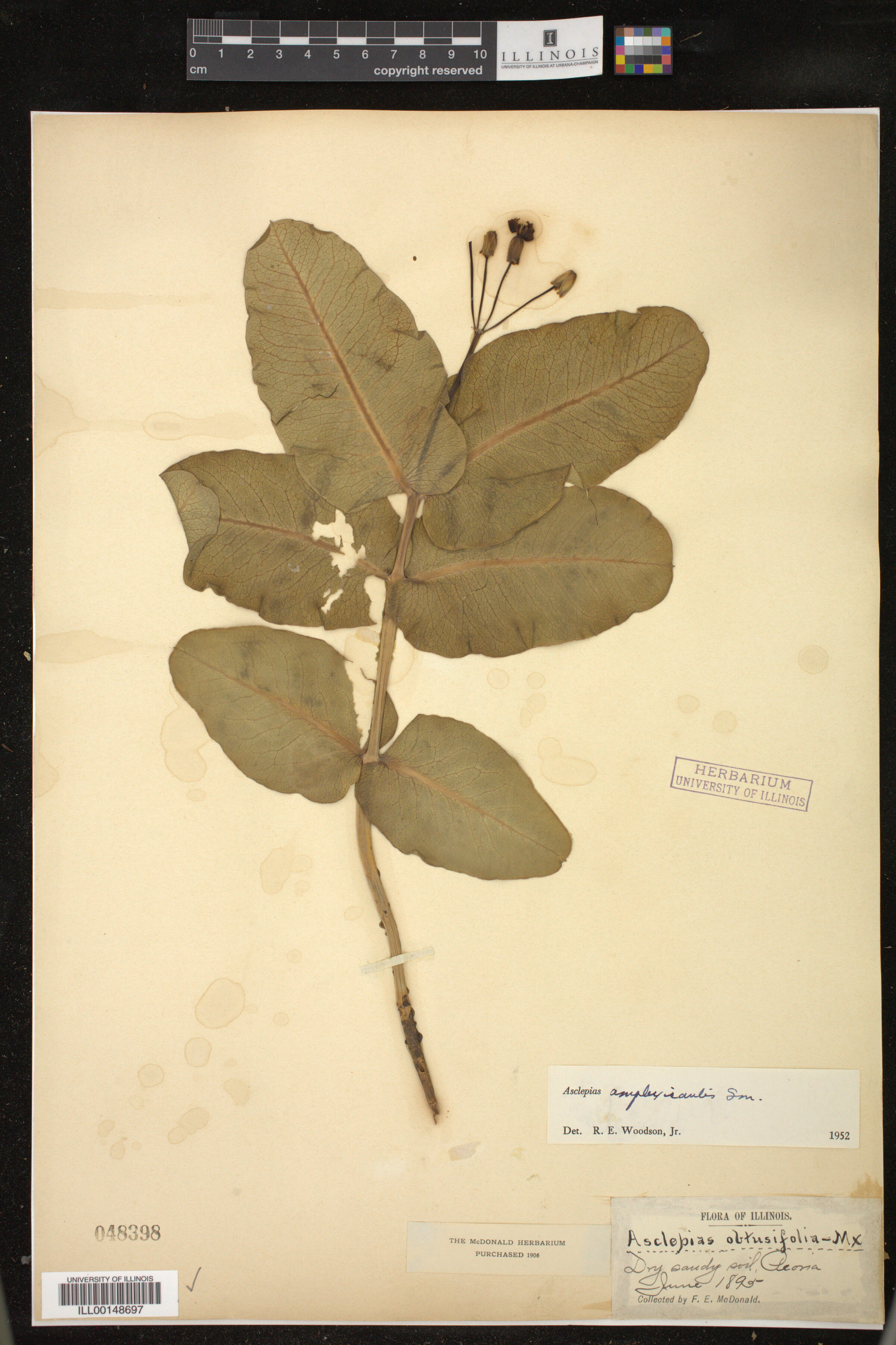 Asclepias amplexicaulis image