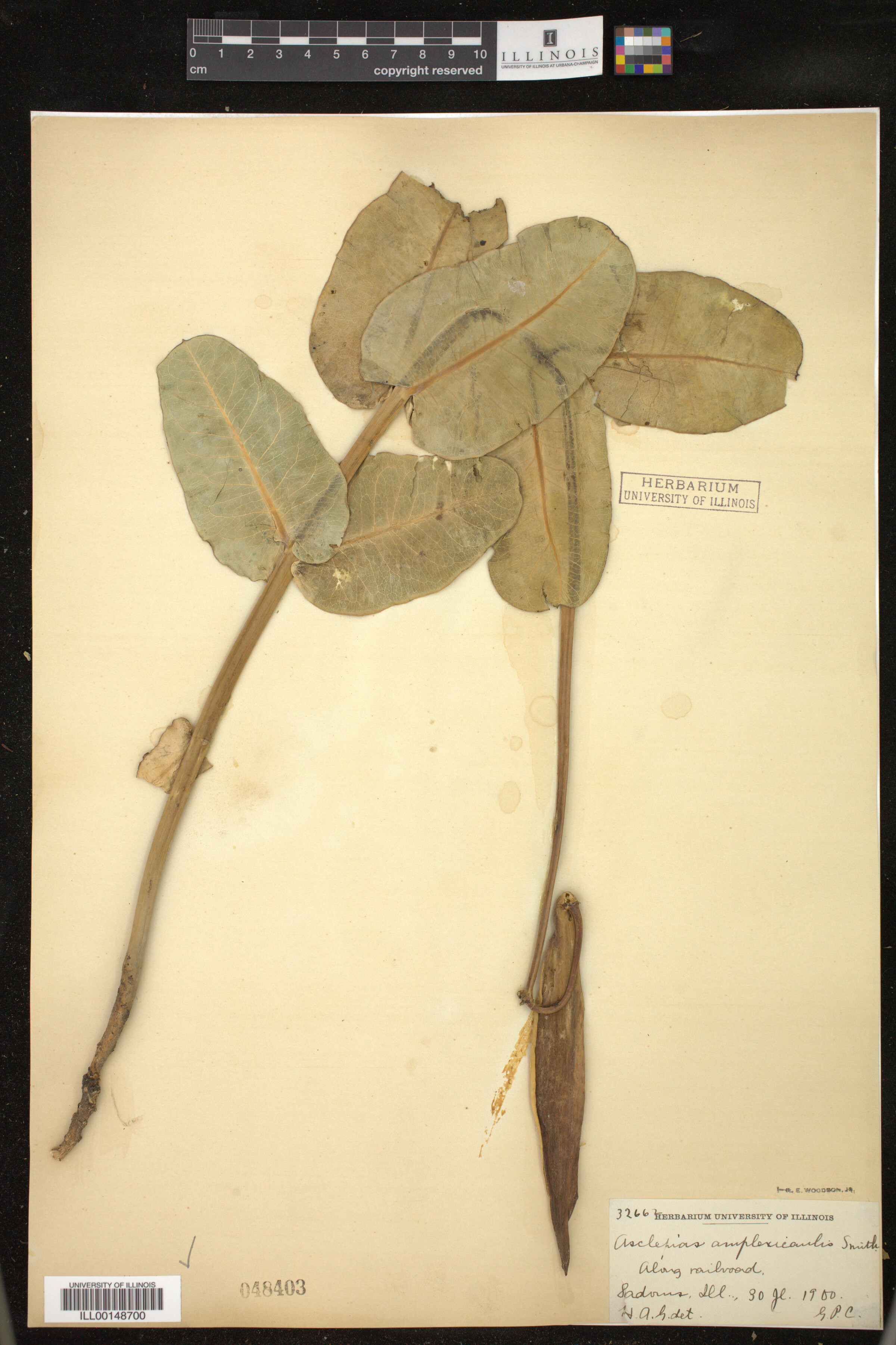 Asclepias amplexicaulis image