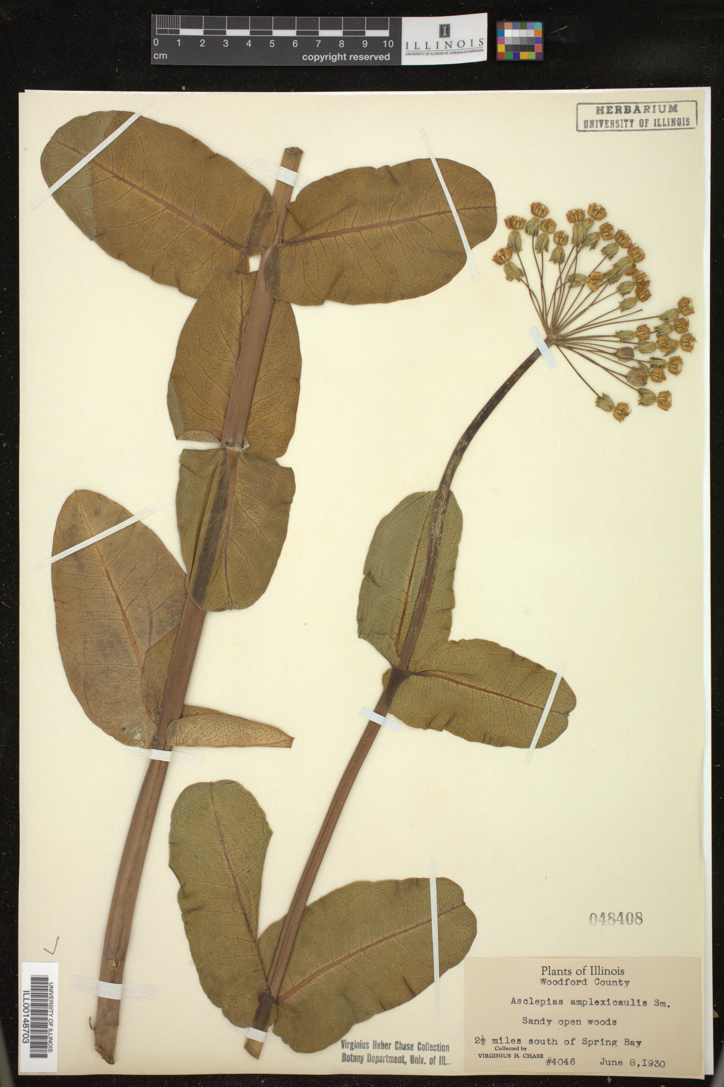Asclepias amplexicaulis image