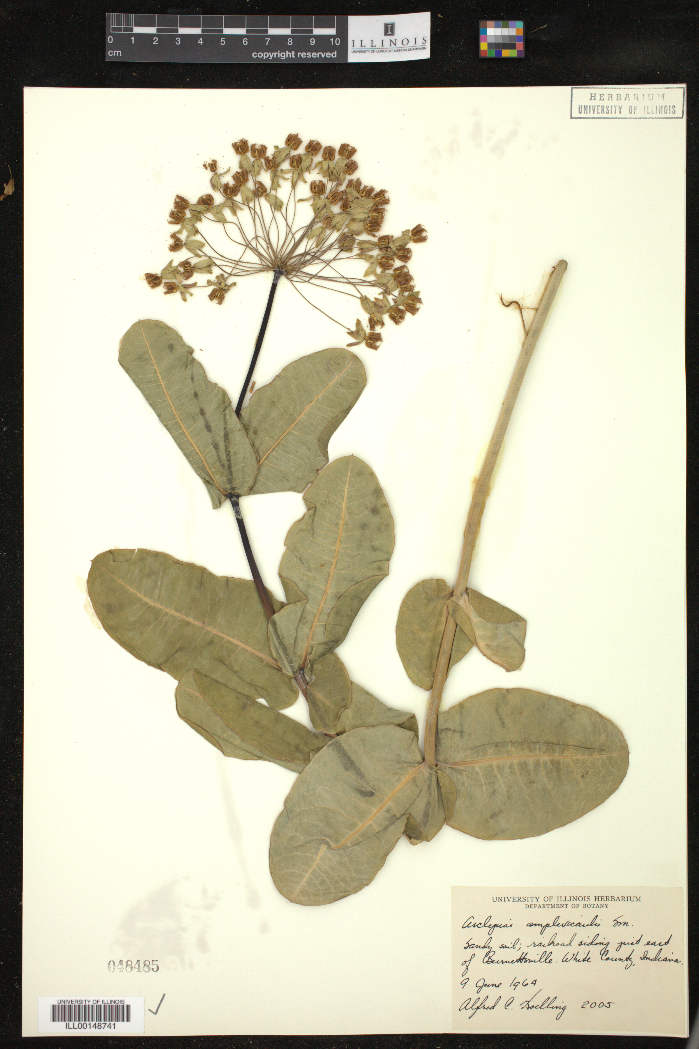 Asclepias amplexicaulis image