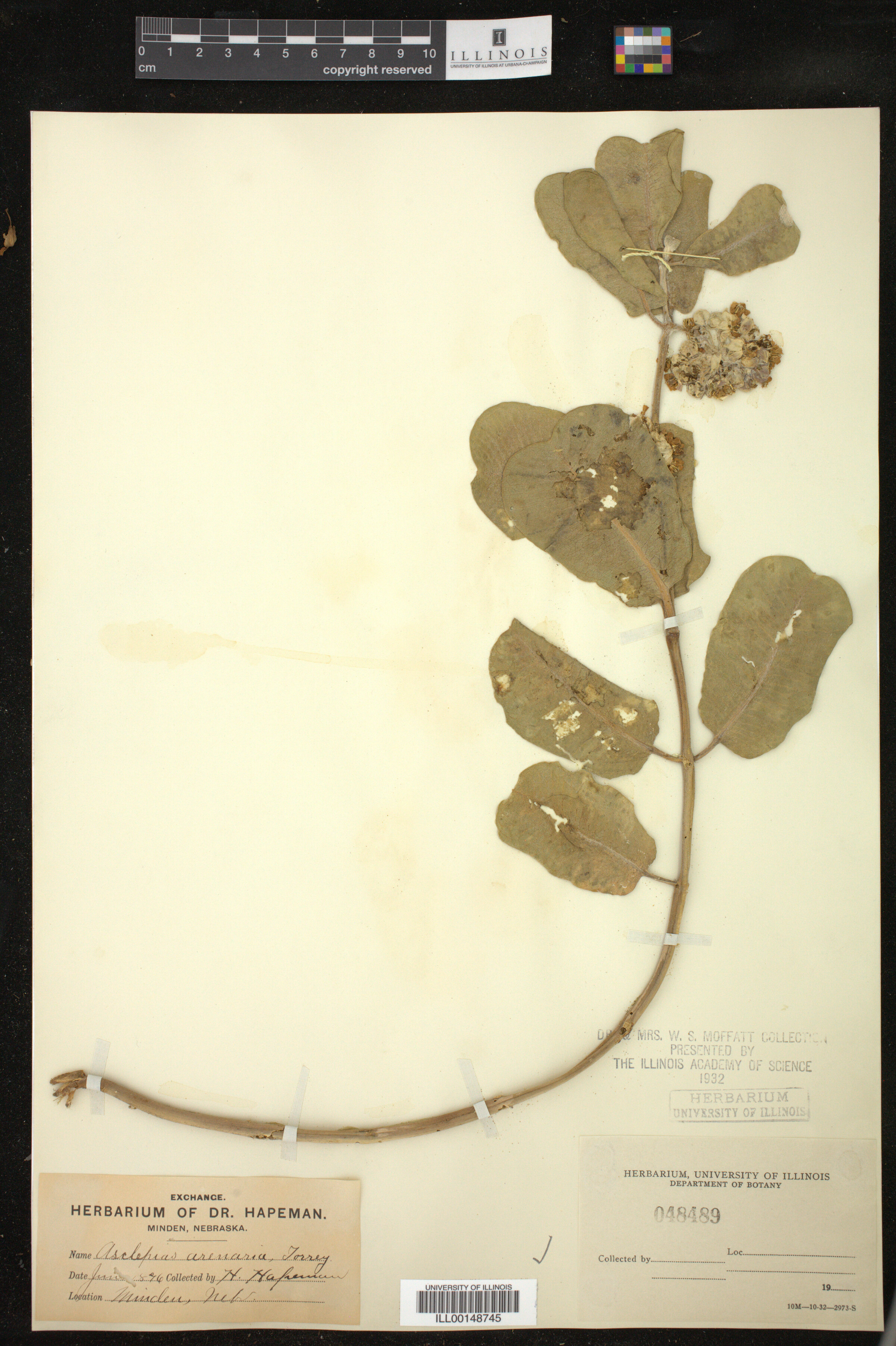 Asclepias arenaria image