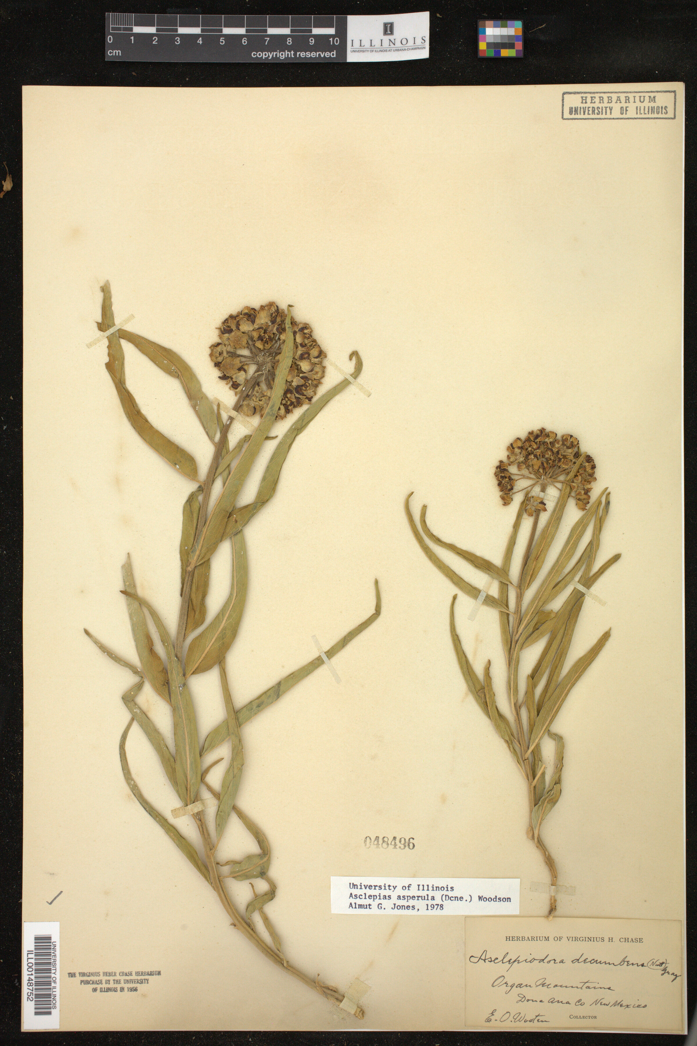 Asclepias asperula image