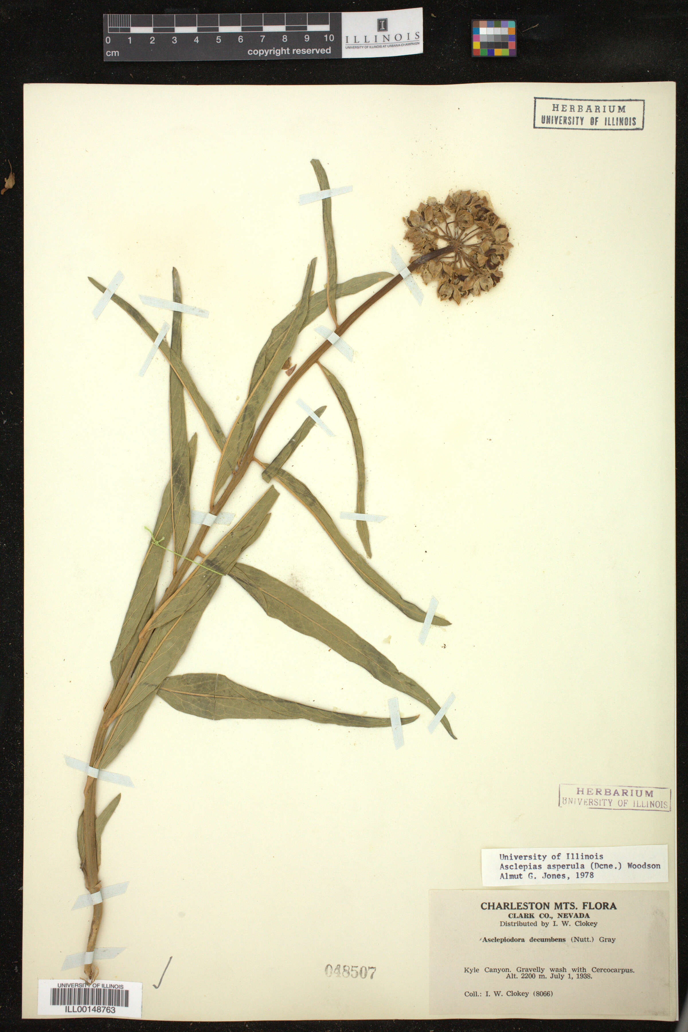 Asclepias asperula image