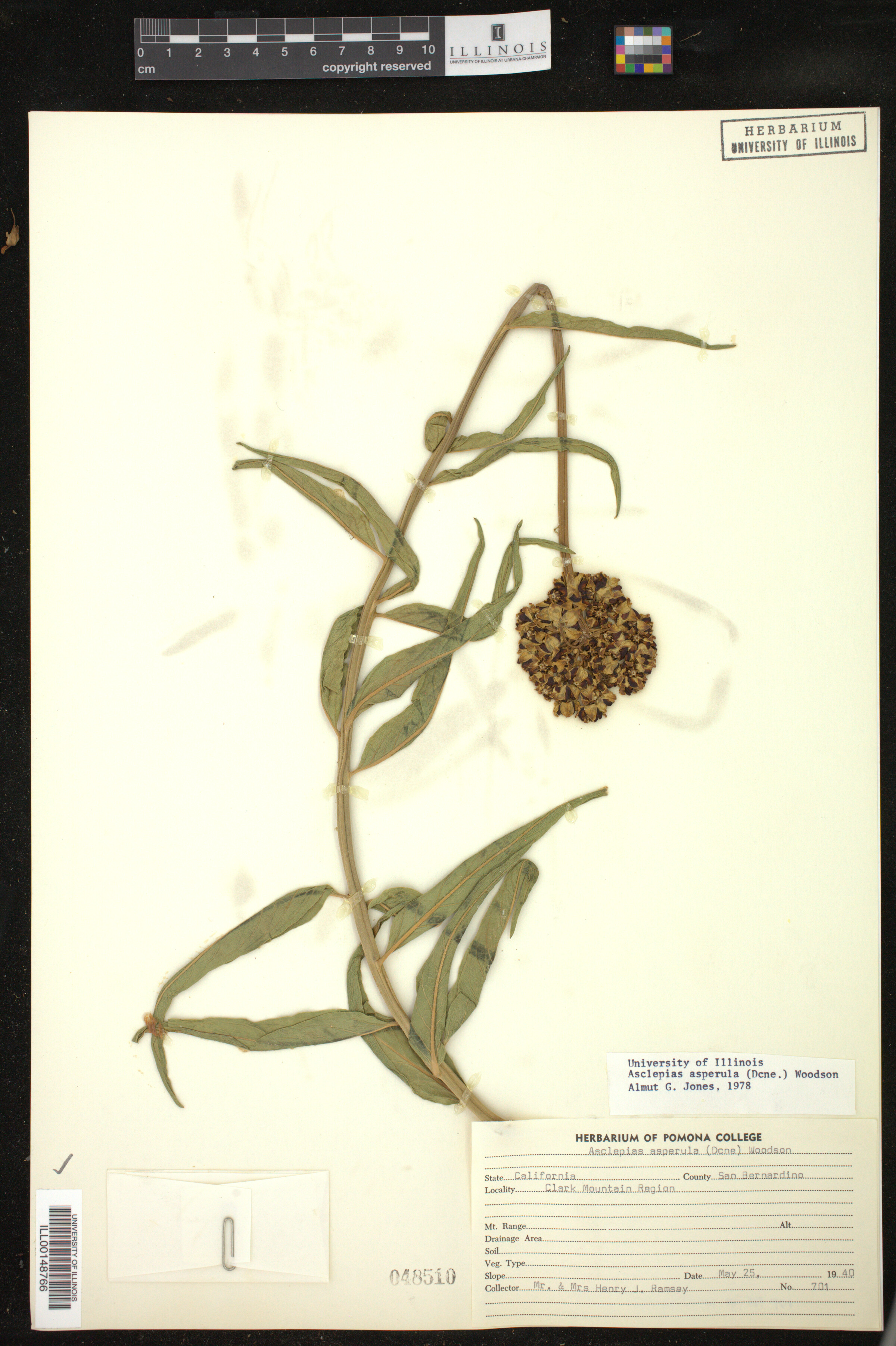 Asclepias asperula image