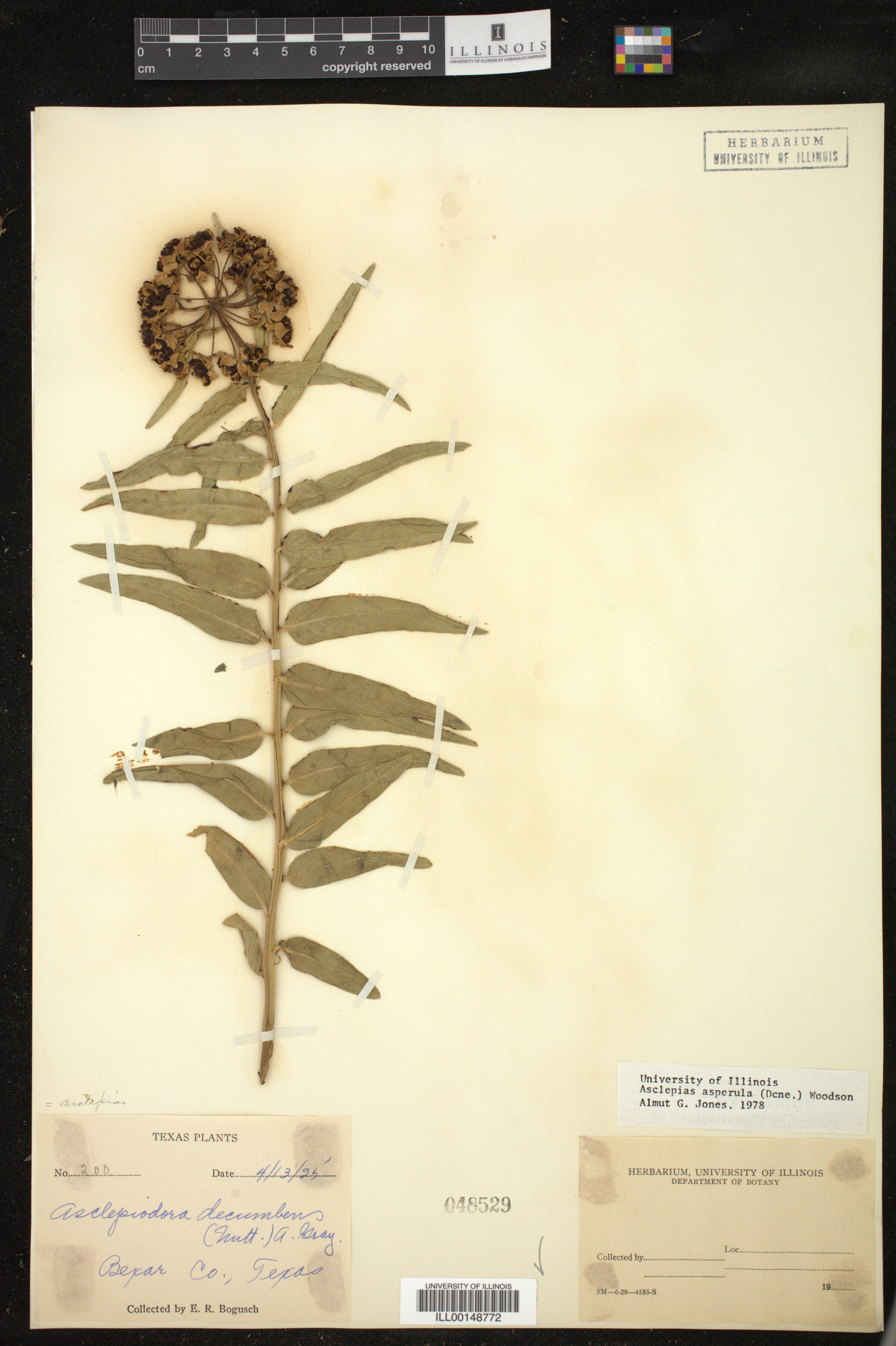 Asclepias asperula image