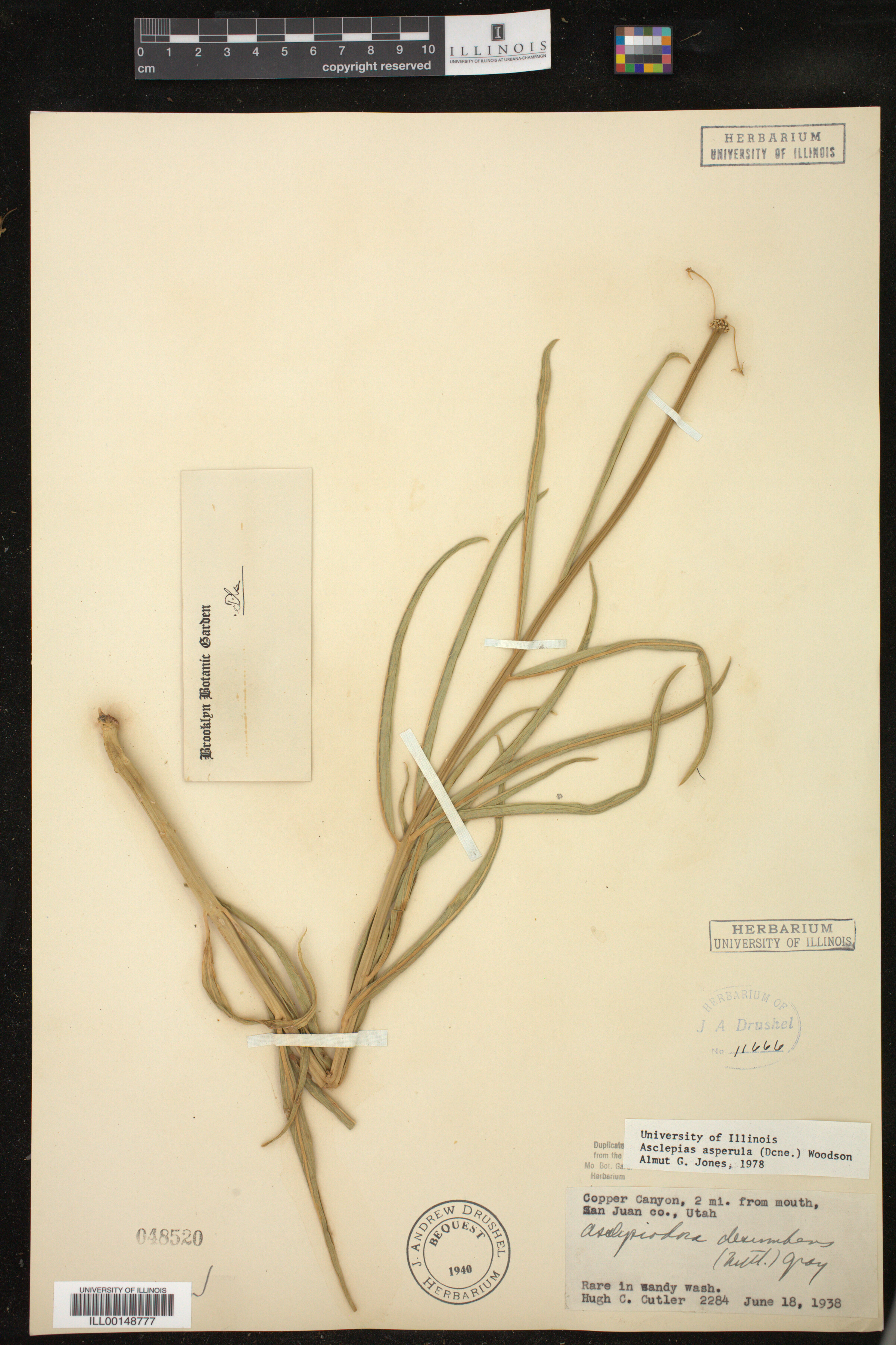 Asclepias asperula image