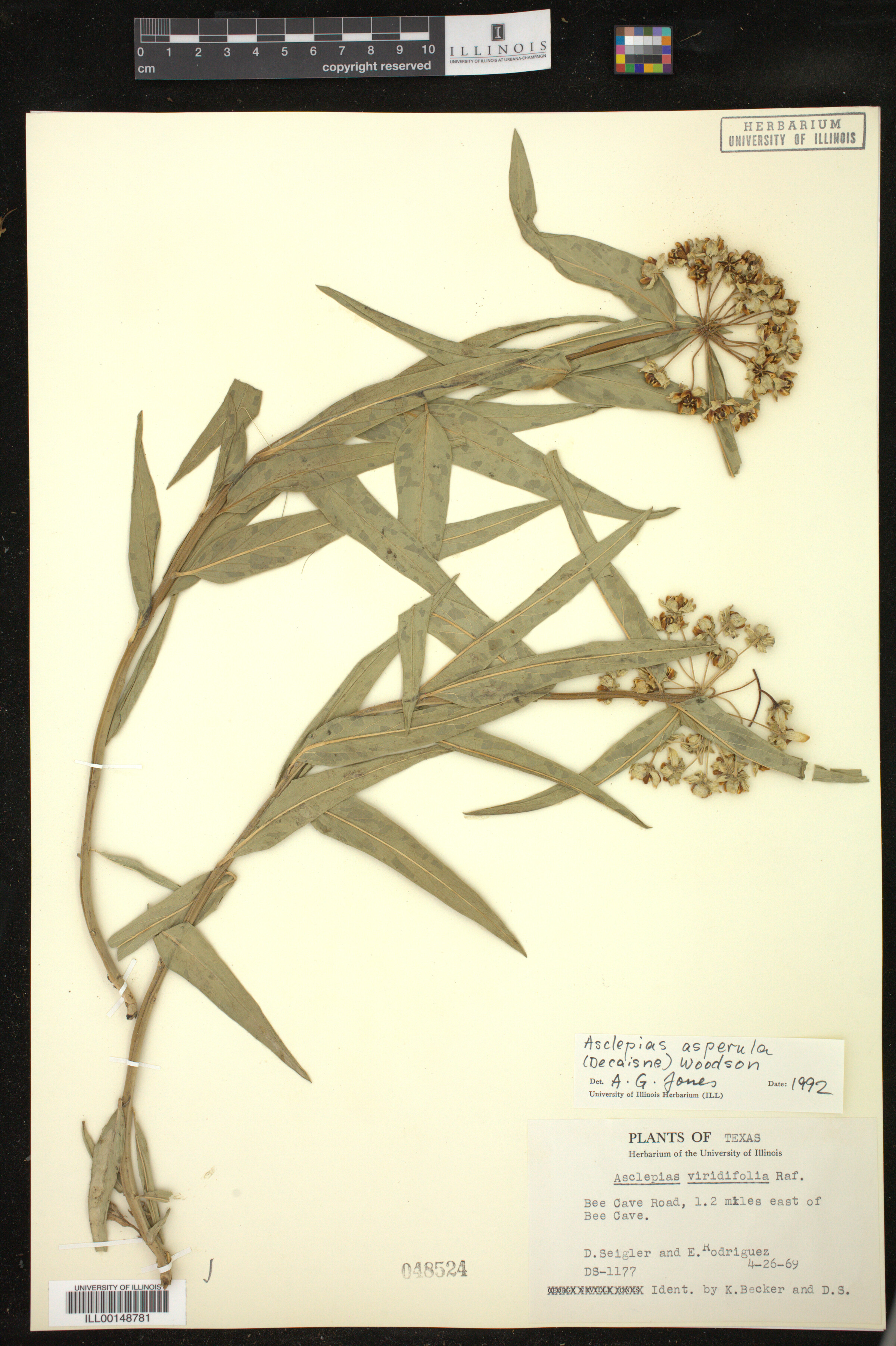 Asclepias asperula image