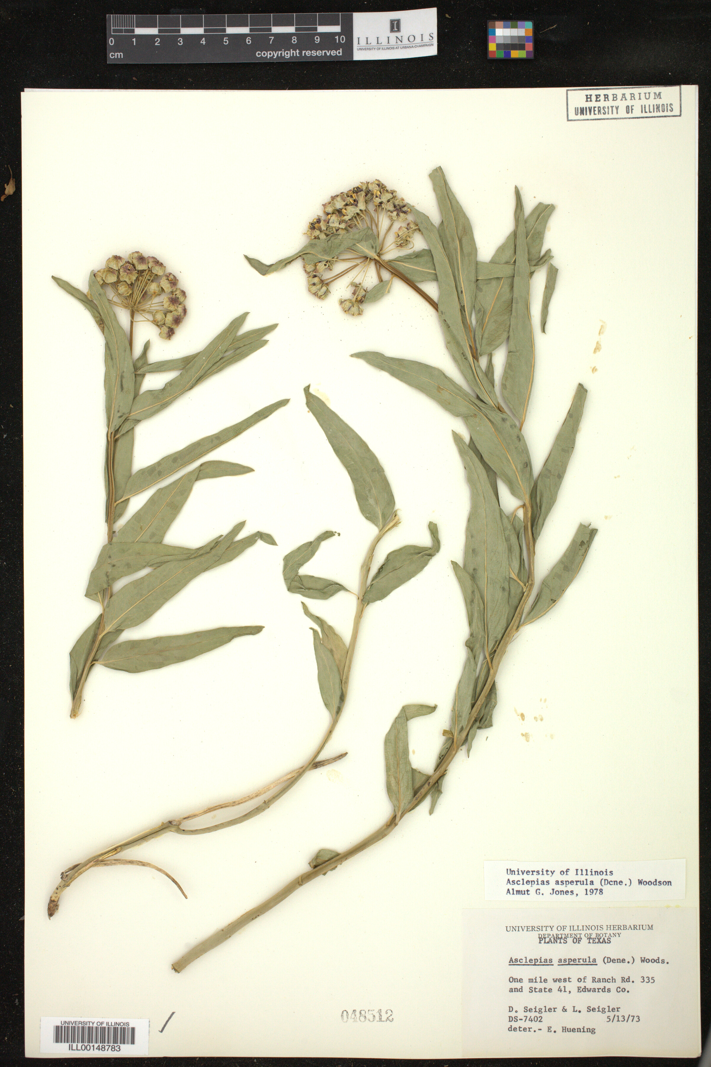 Asclepias asperula image