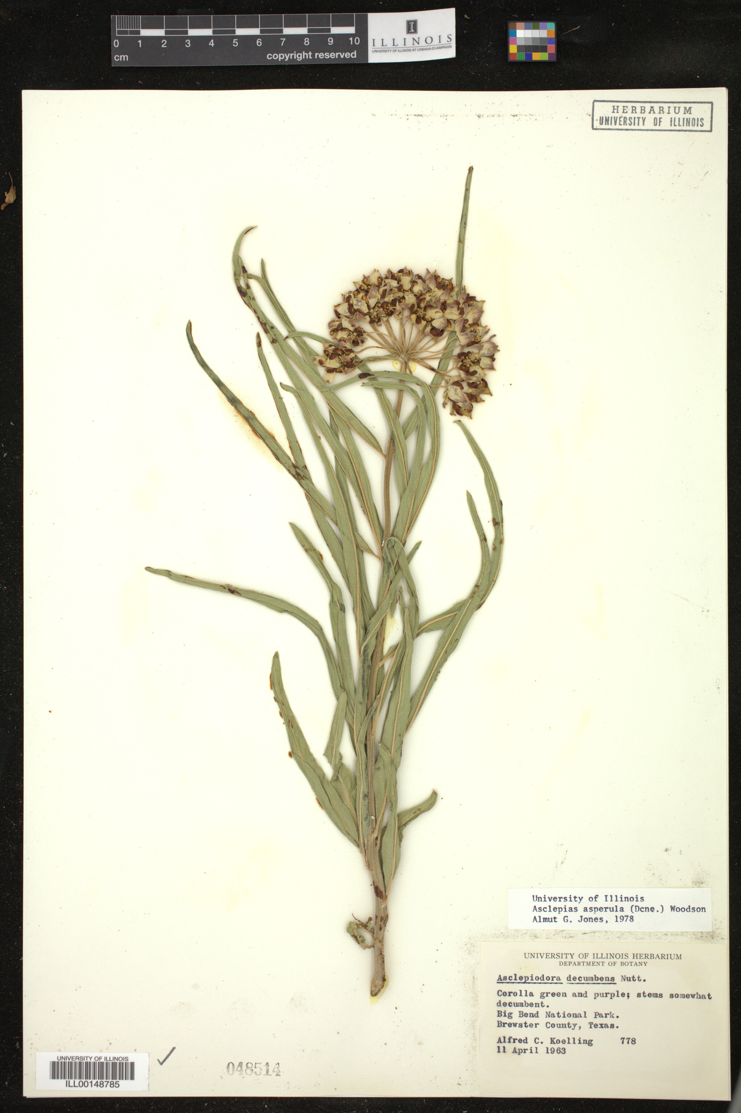 Asclepias asperula image