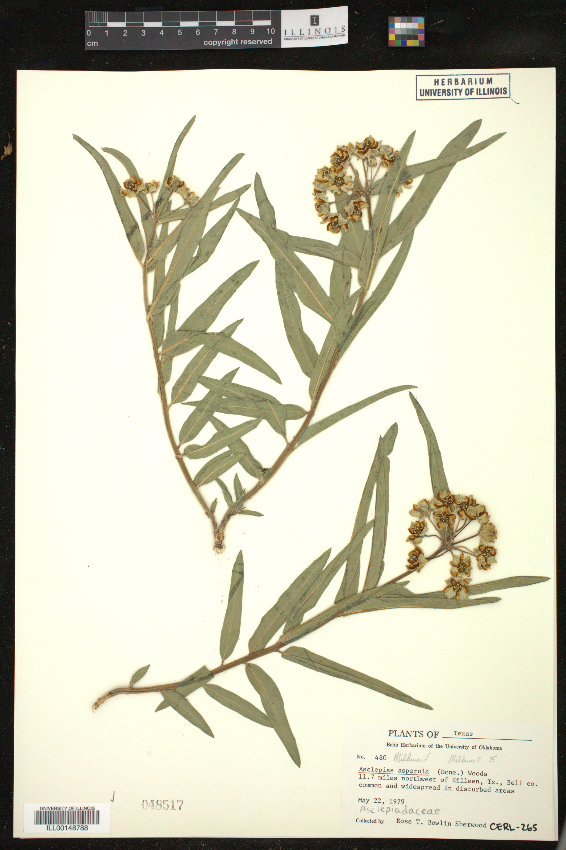 Asclepias asperula image