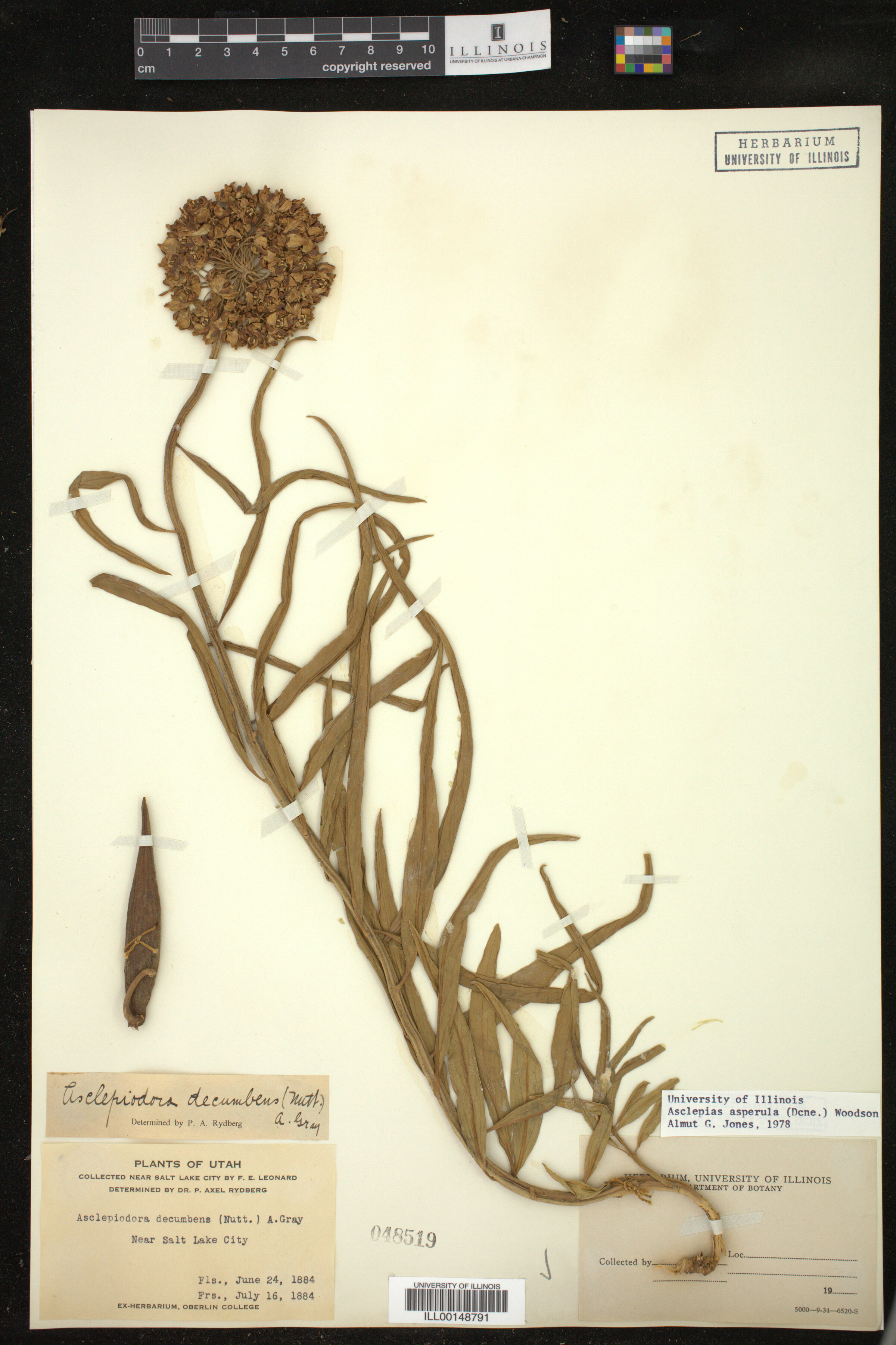 Asclepias asperula image