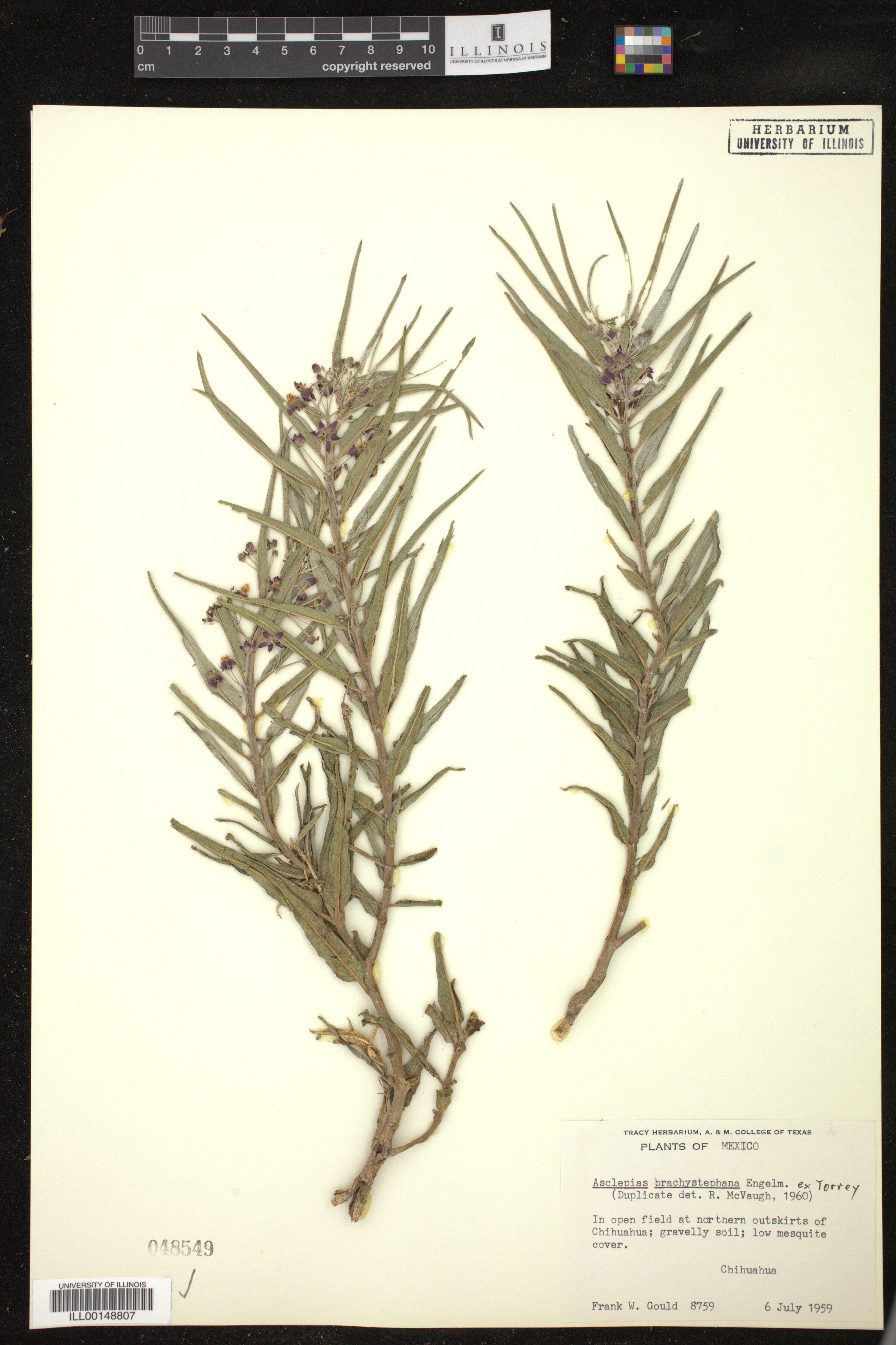 Asclepias brachystephana image