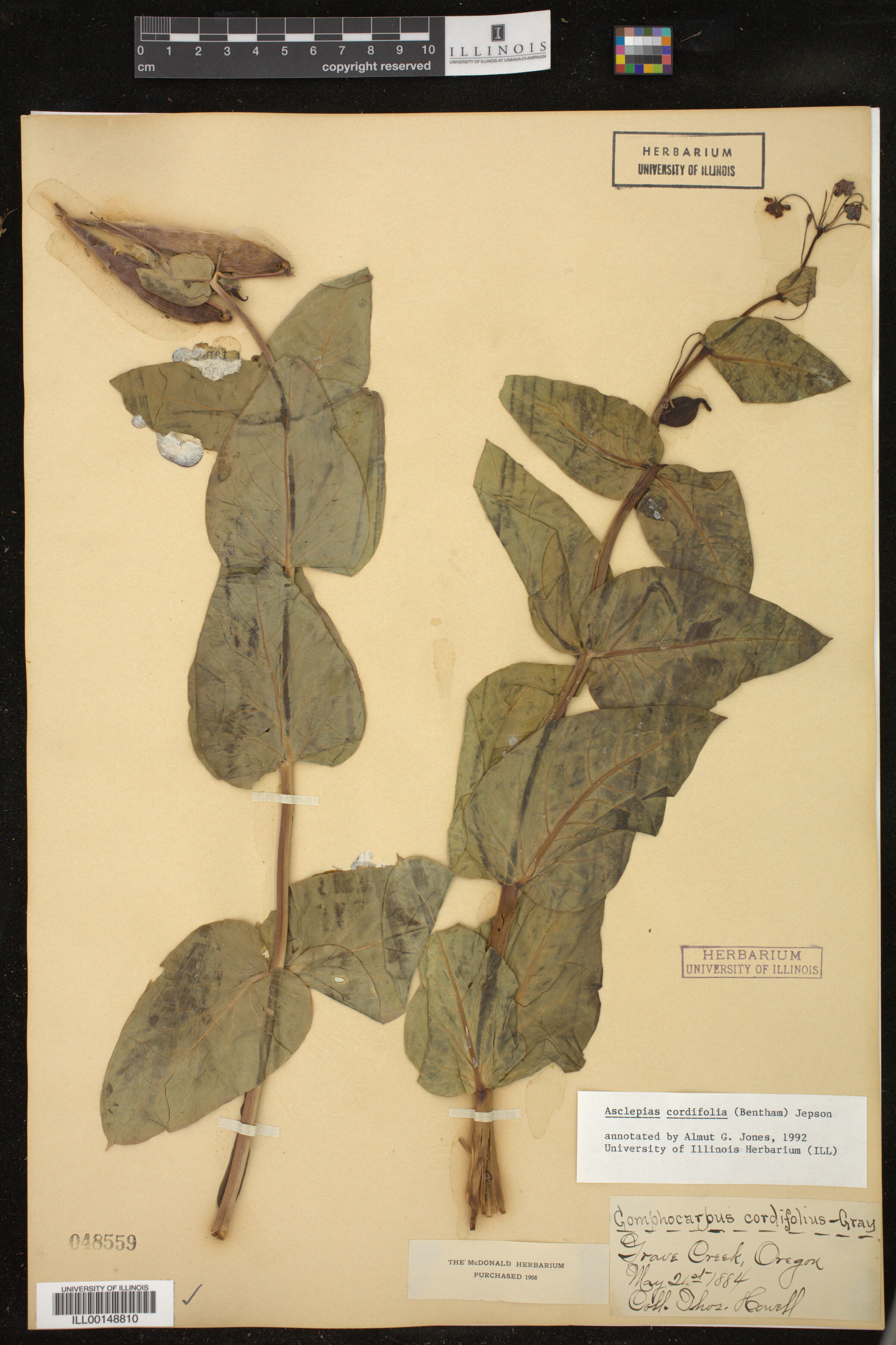 Asclepias cordifolia image