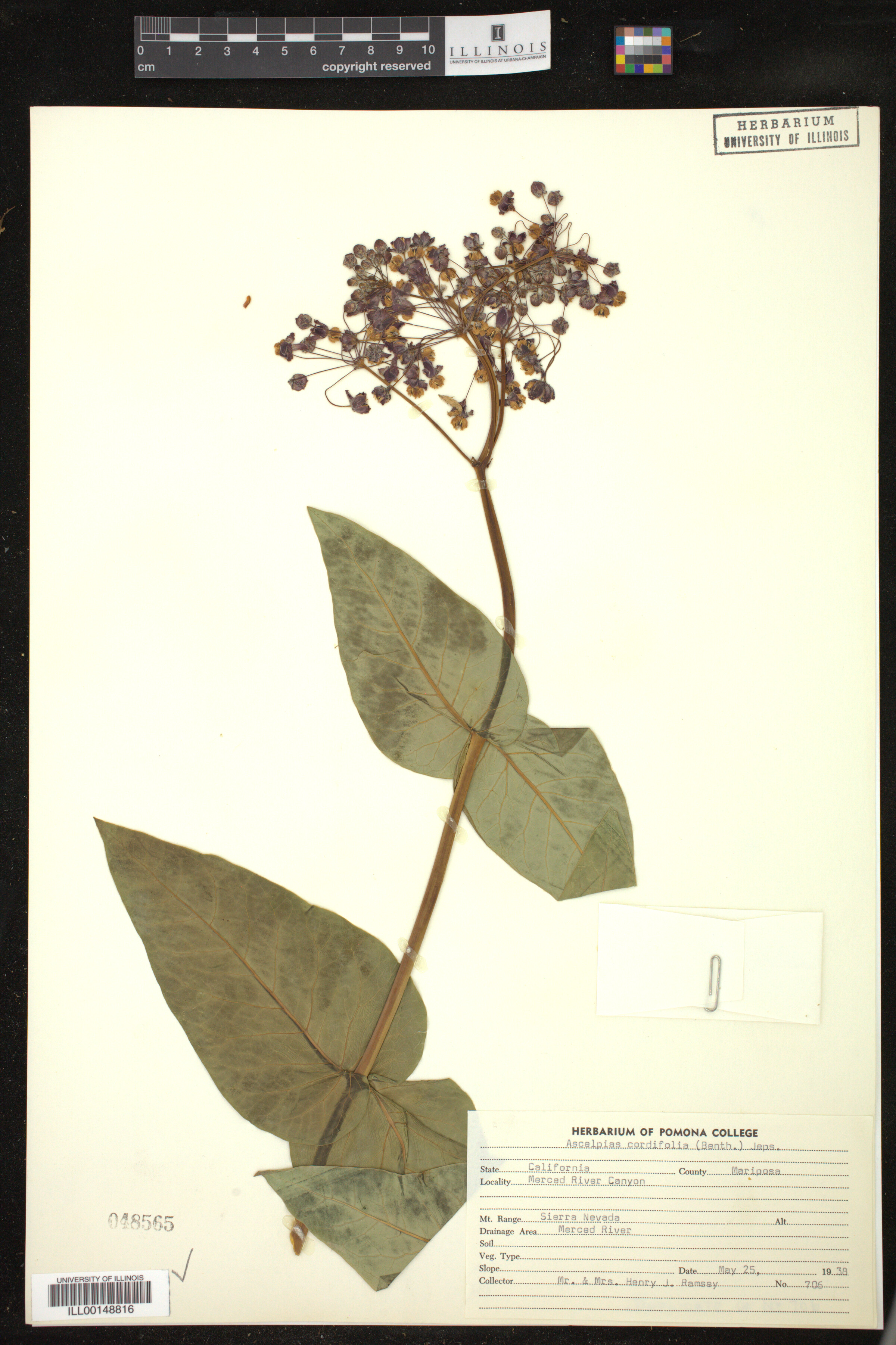 Asclepias cordifolia image
