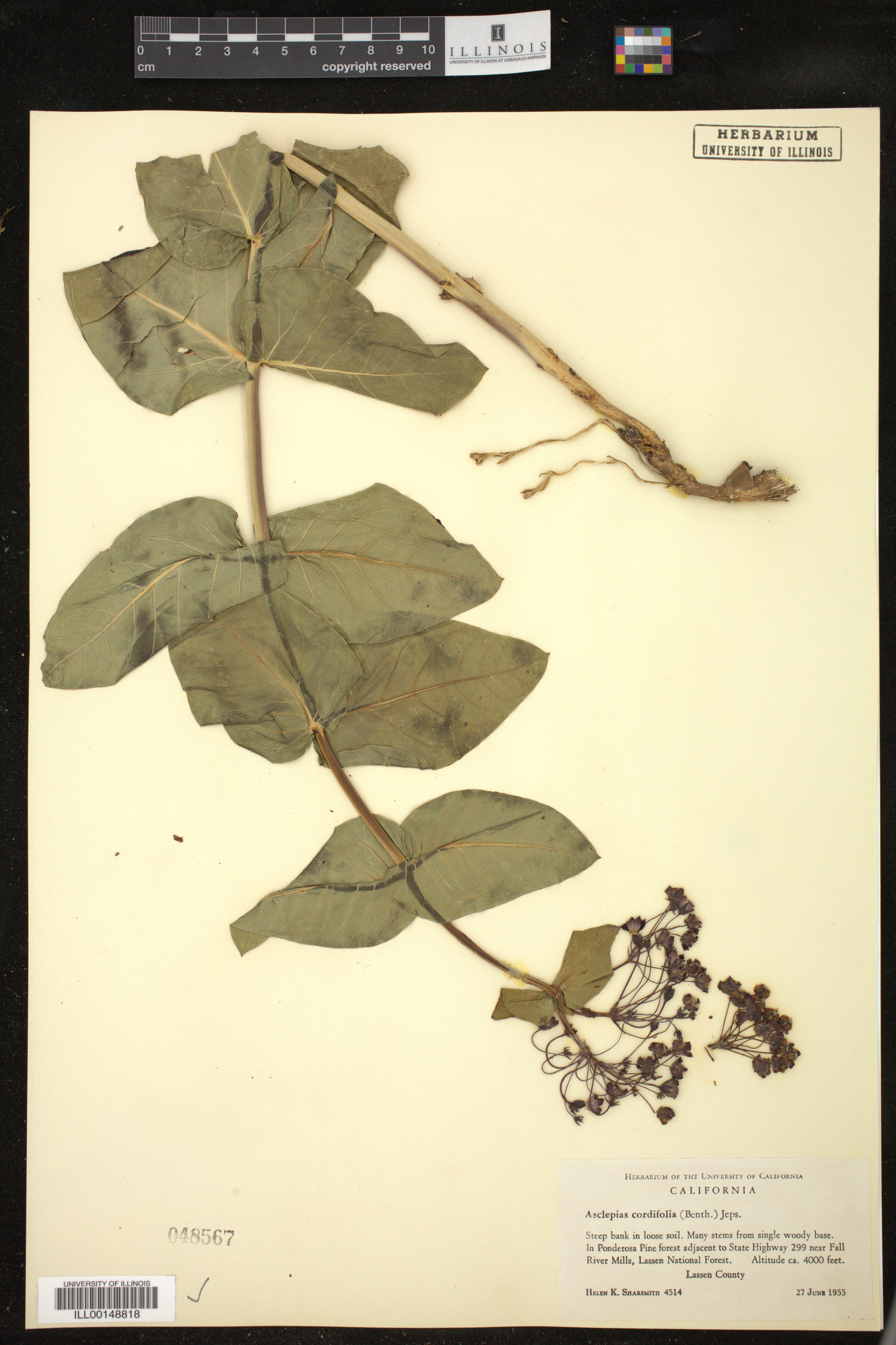 Asclepias cordifolia image