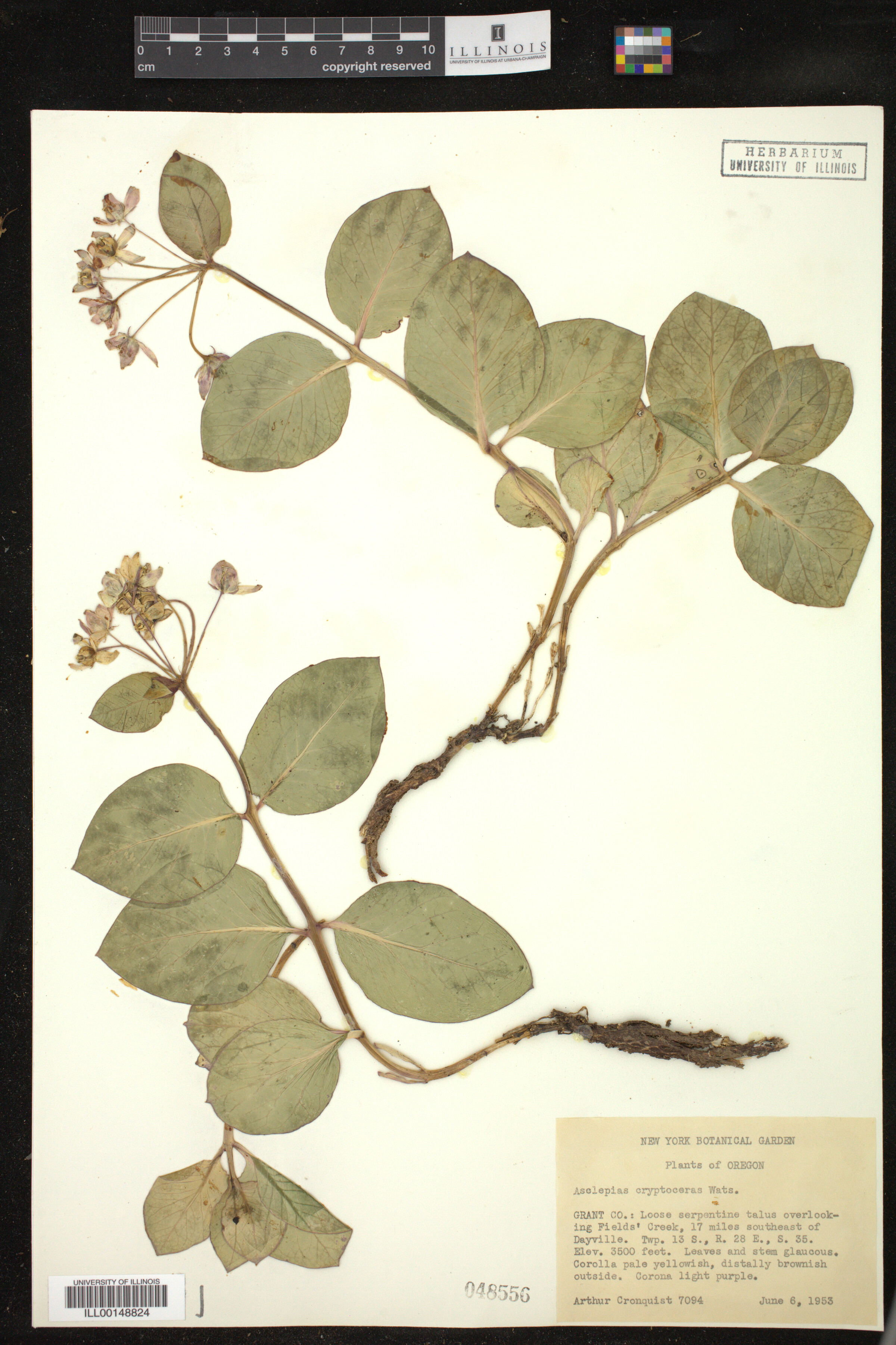 Asclepias cryptoceras image