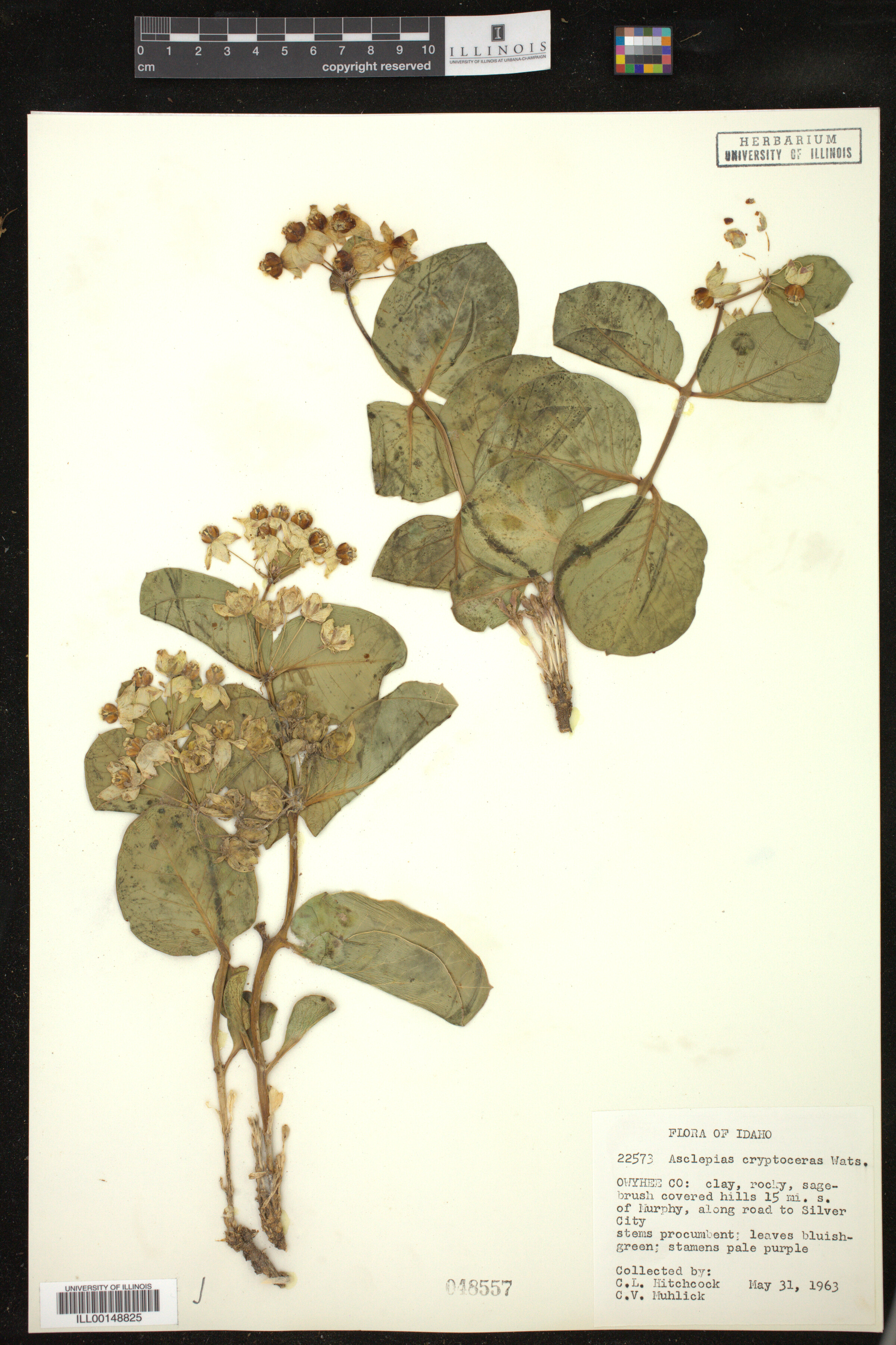 Asclepias cryptoceras image