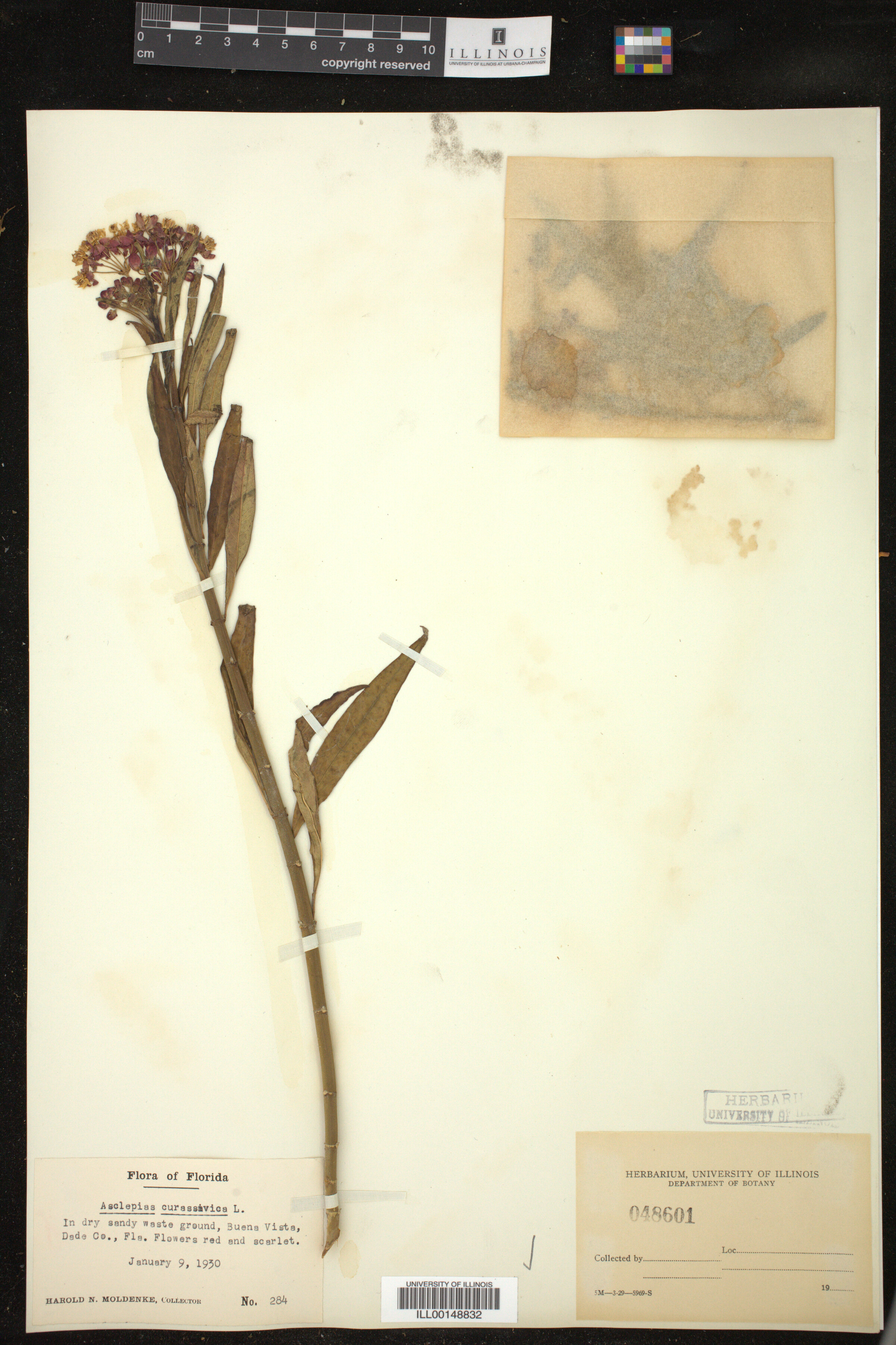 Asclepias curassavica image