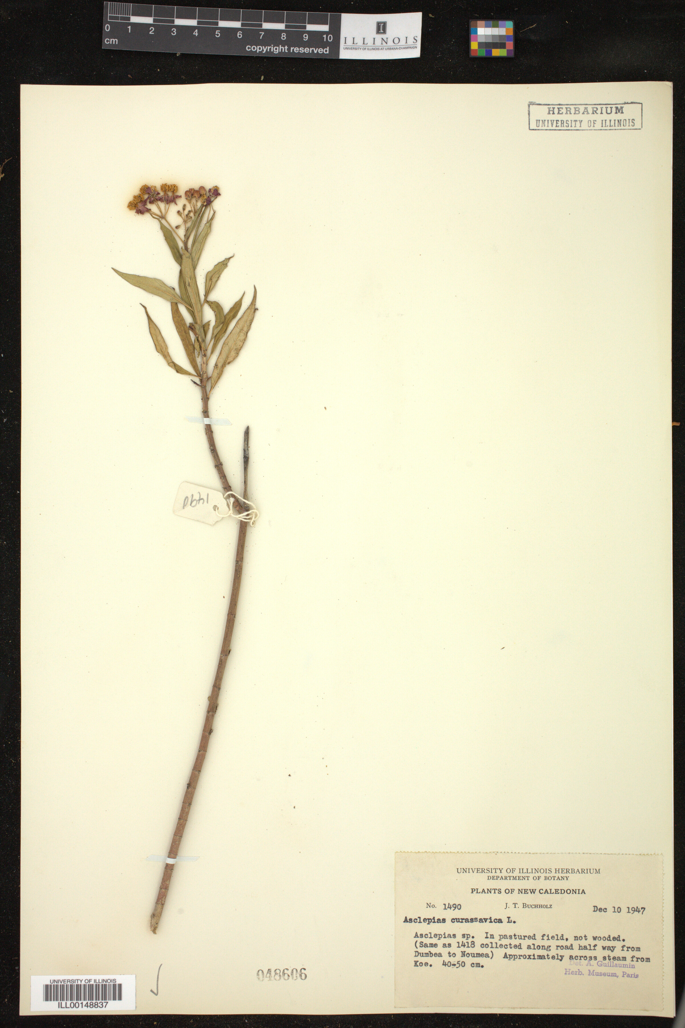 Asclepias curassavica image