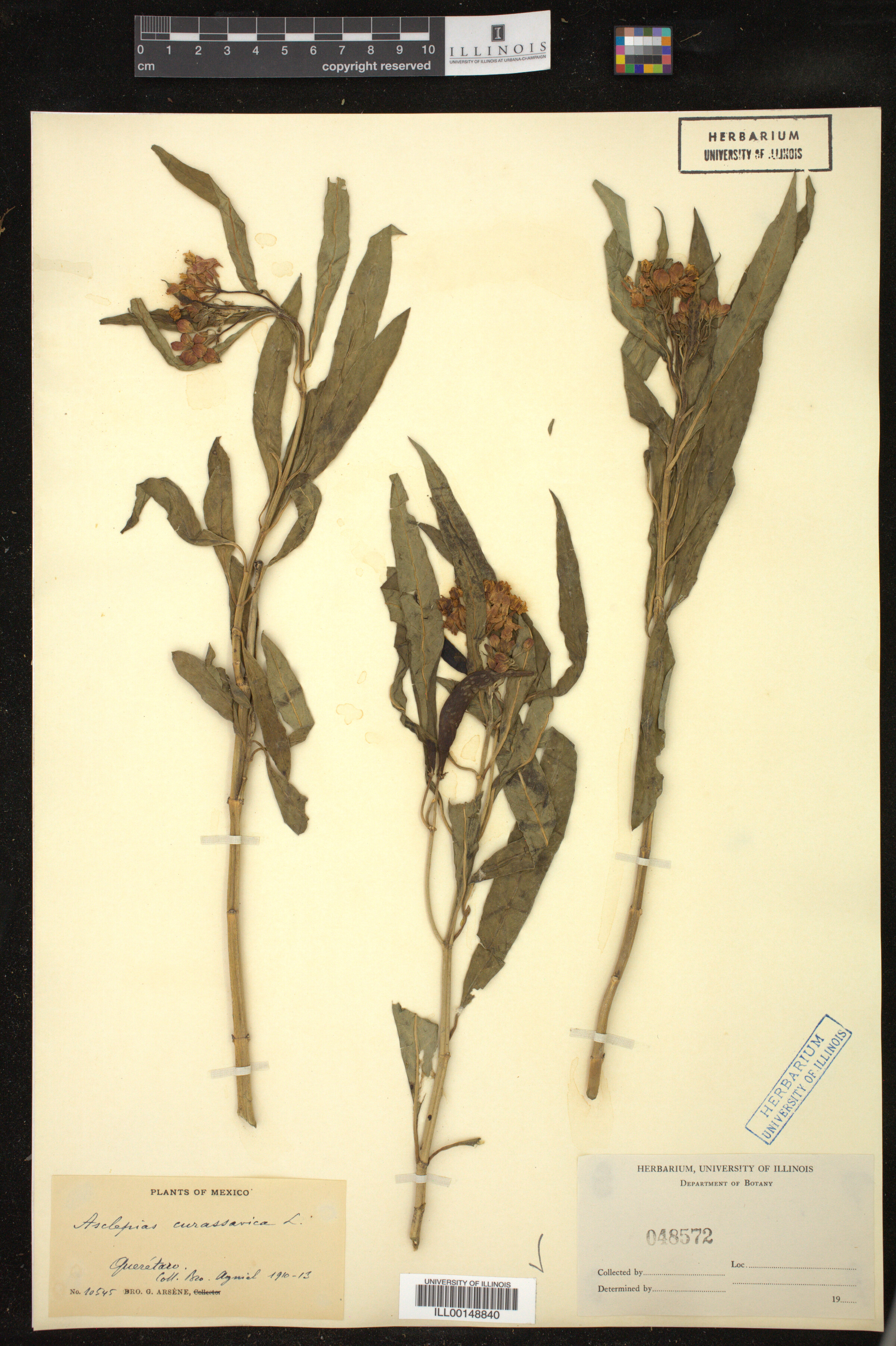 Asclepias curassavica image