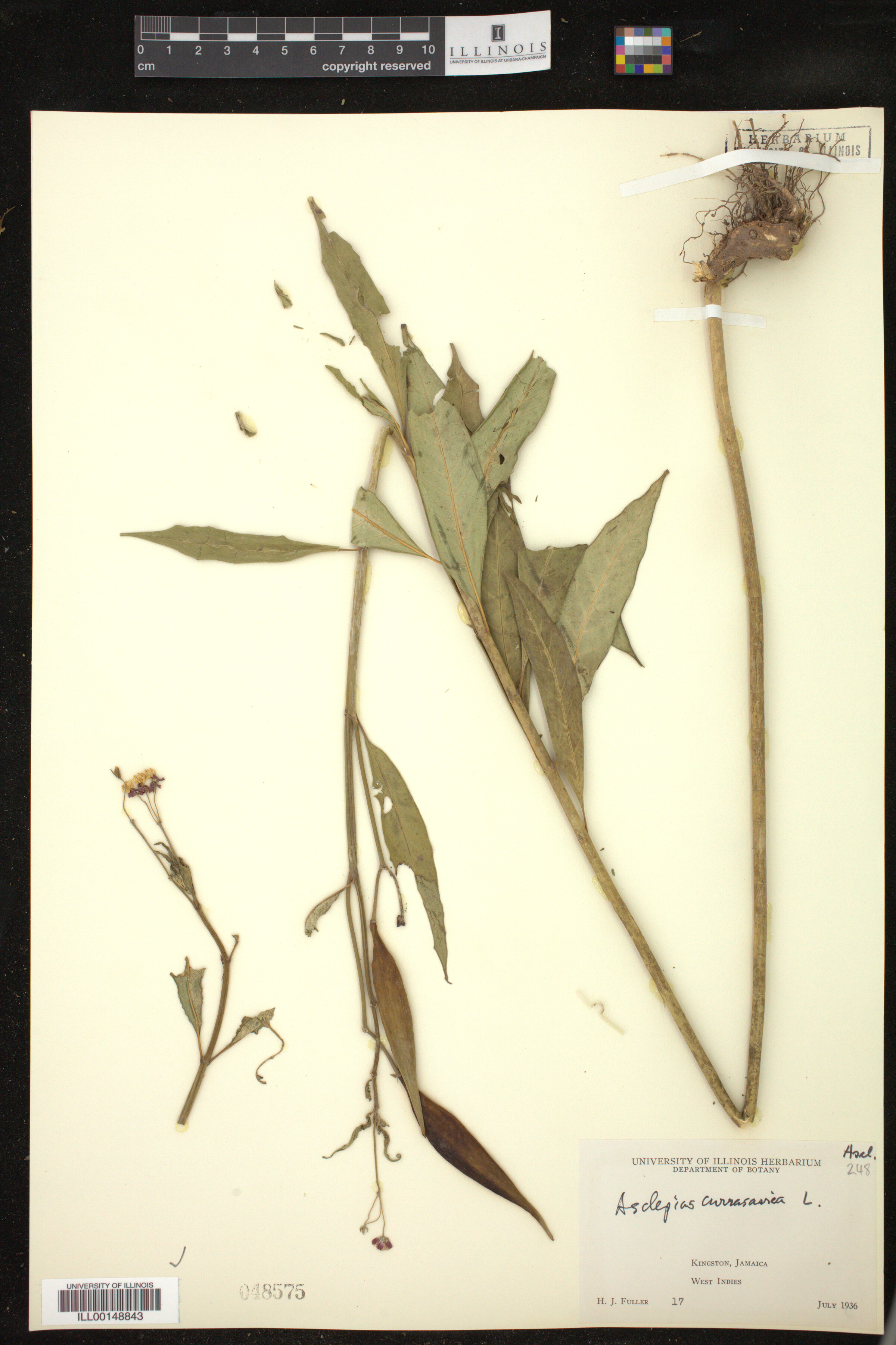 Asclepias curassavica image