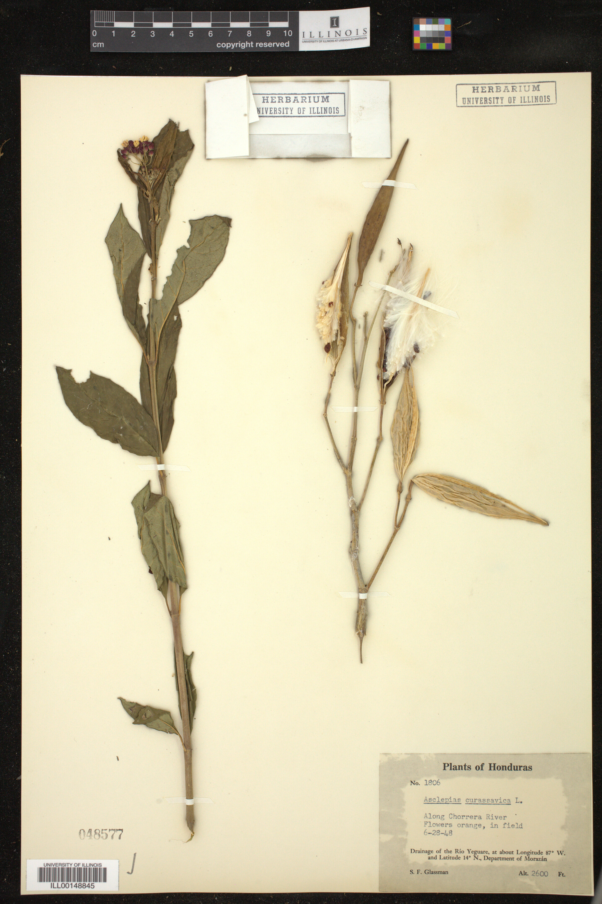 Asclepias curassavica image