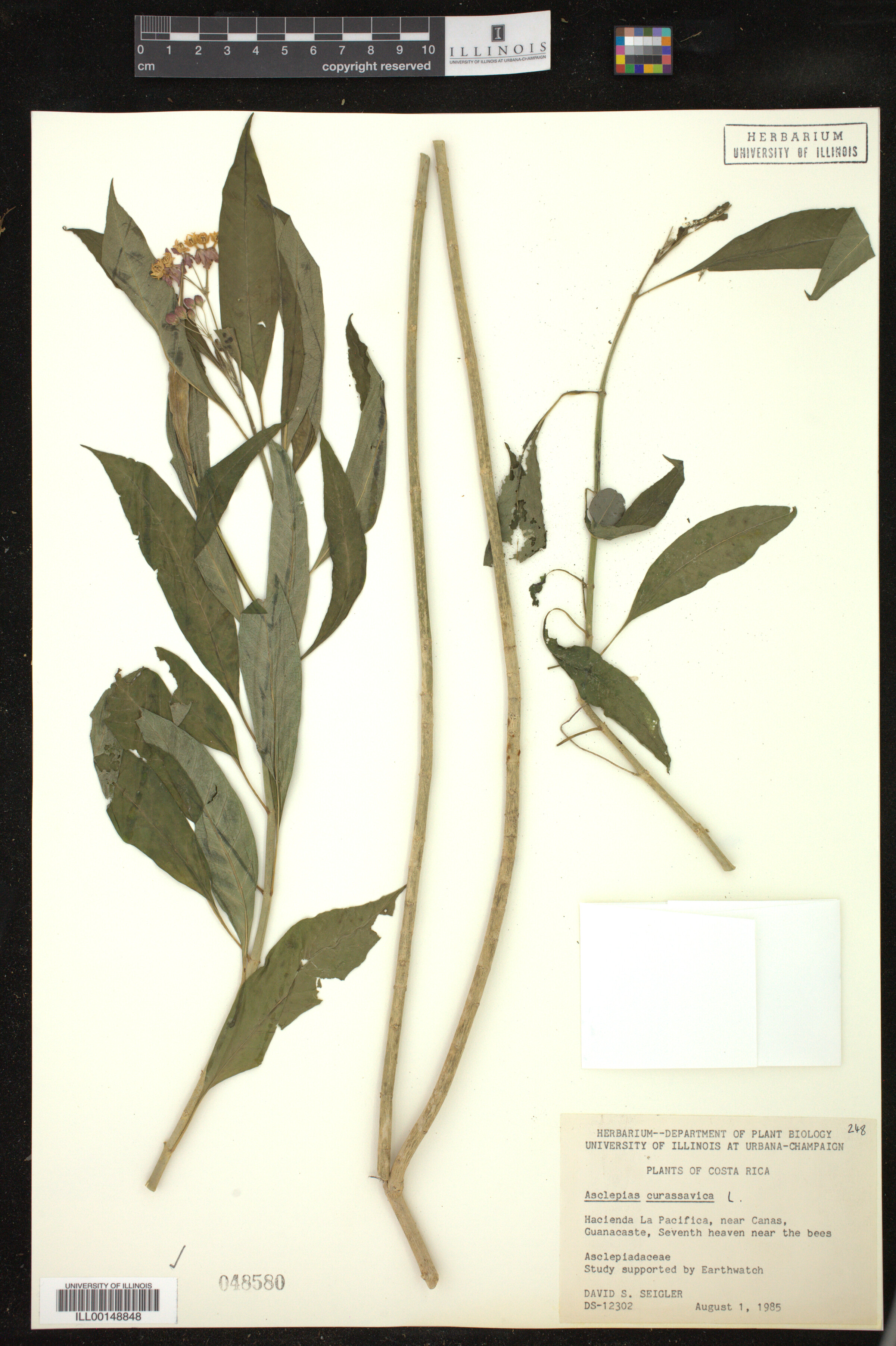 Asclepias curassavica image