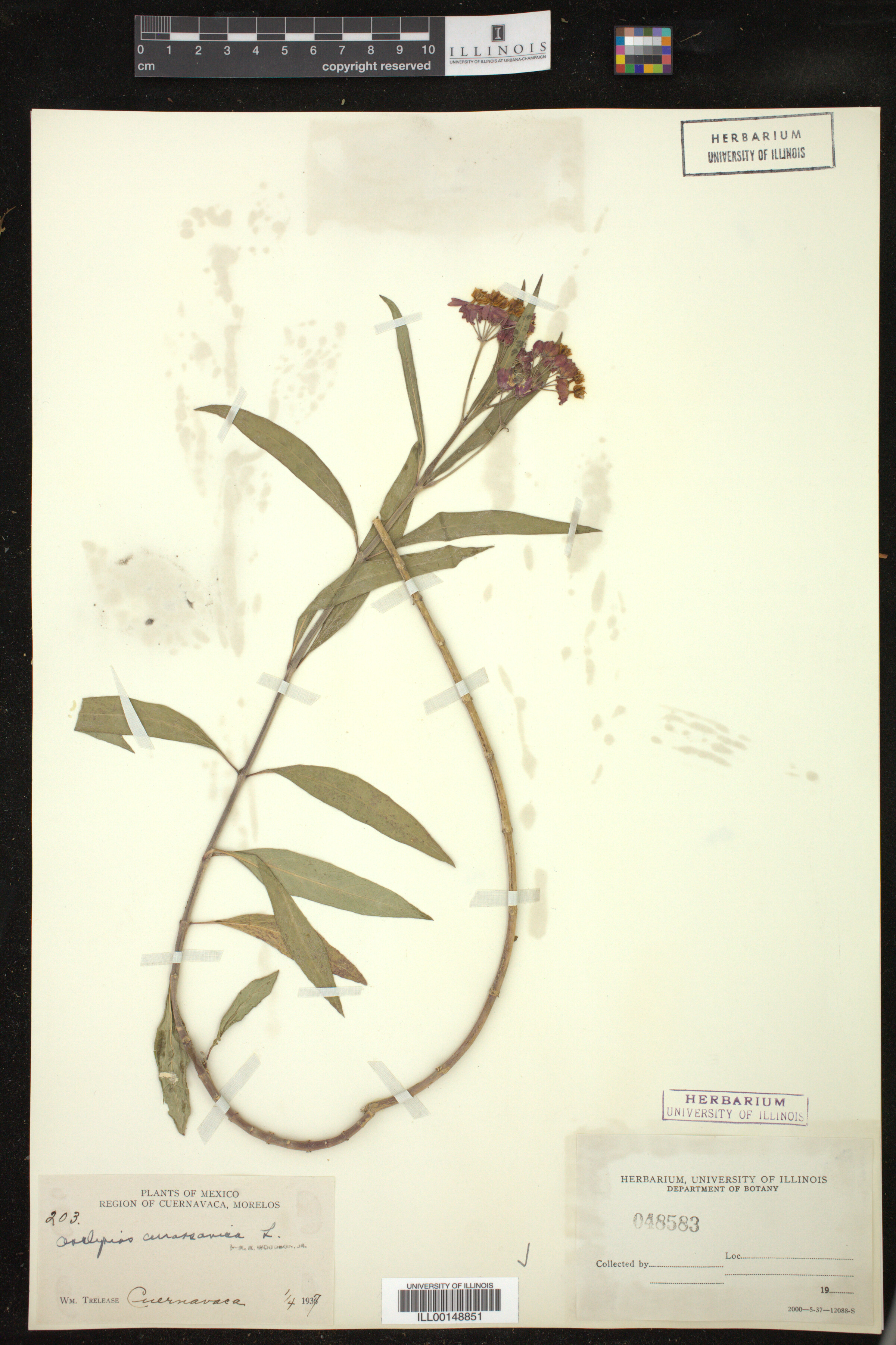 Asclepias curassavica image