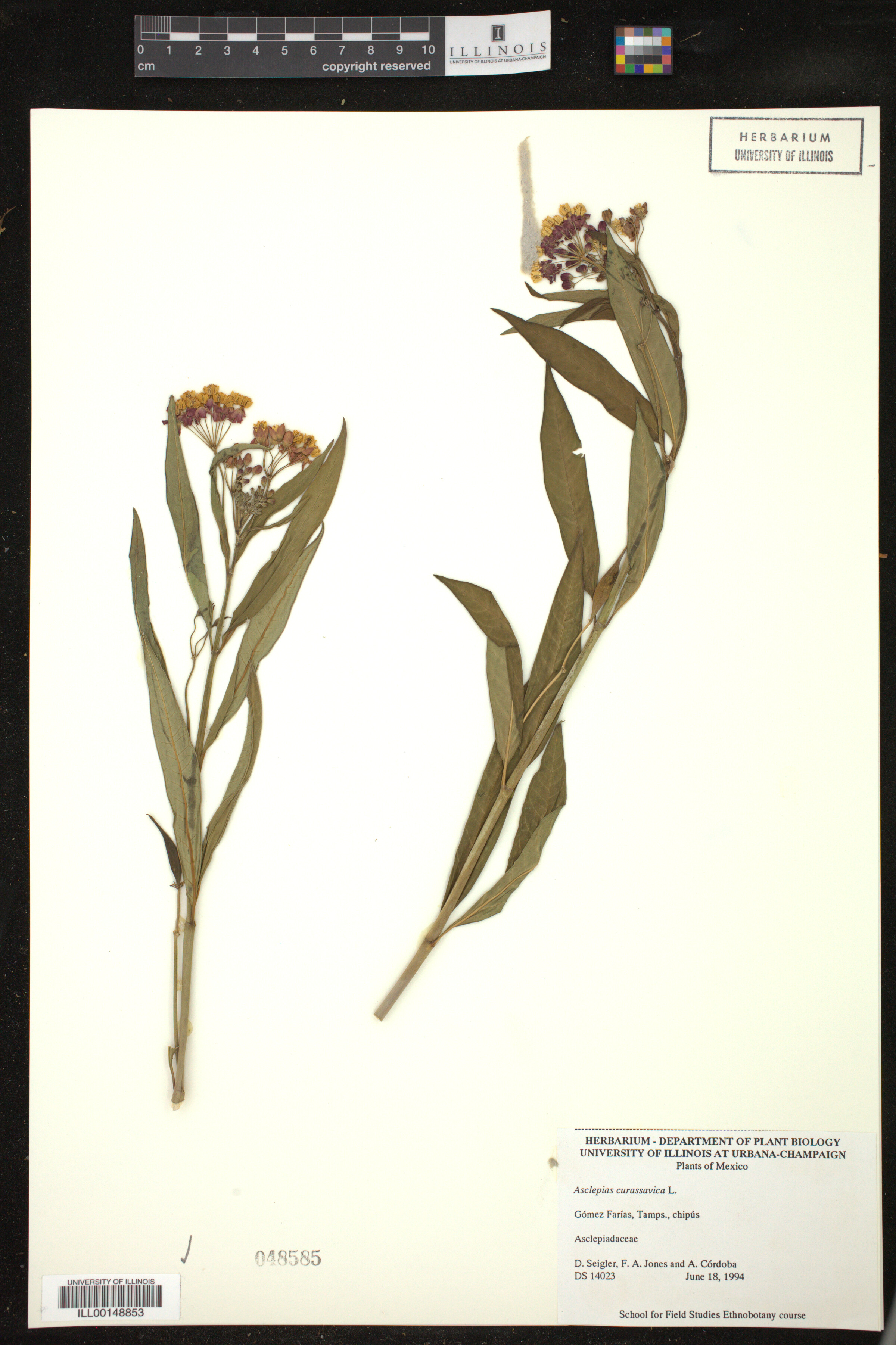 Asclepias curassavica image