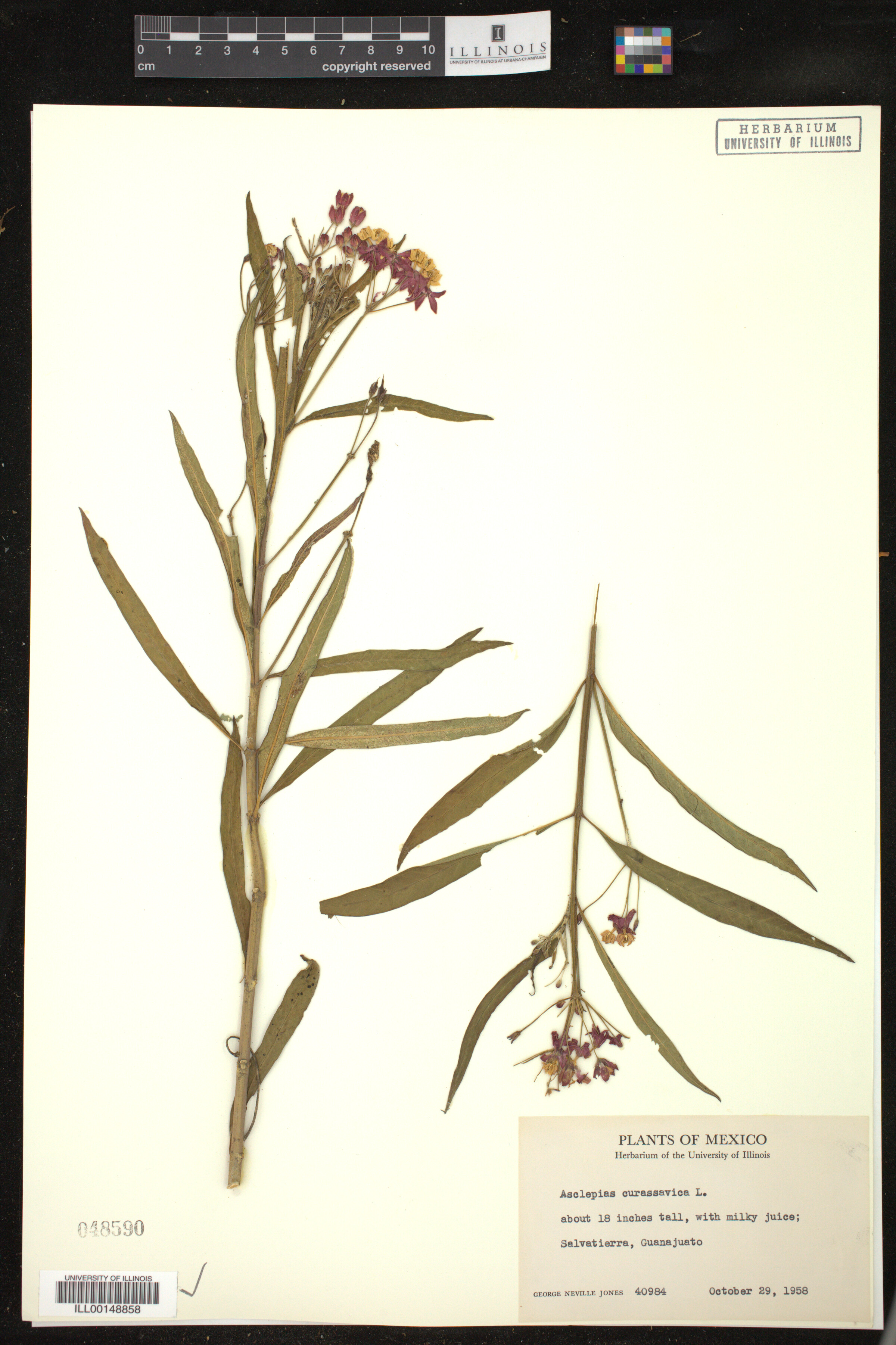 Asclepias curassavica image