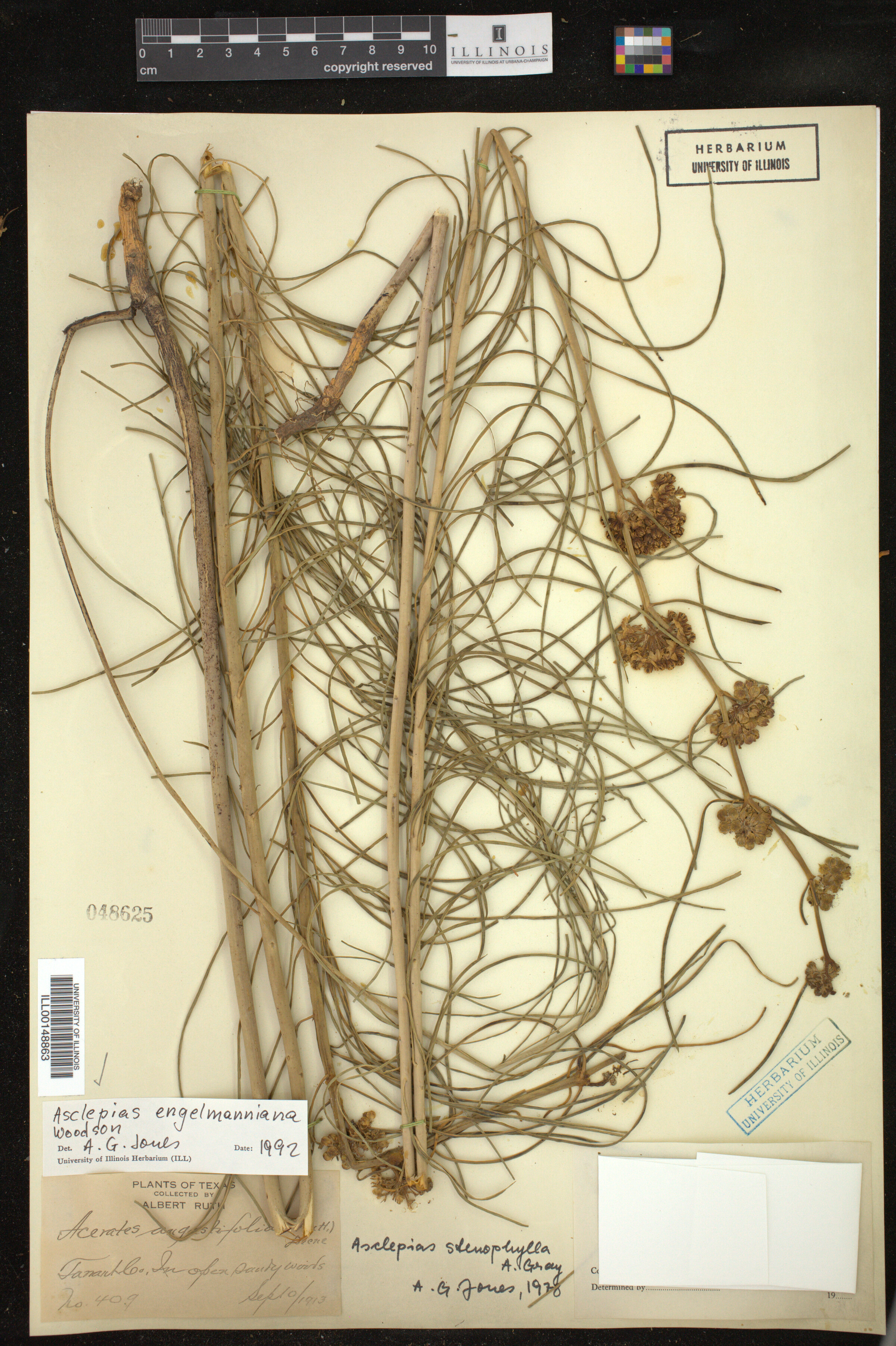 Asclepias engelmanniana image