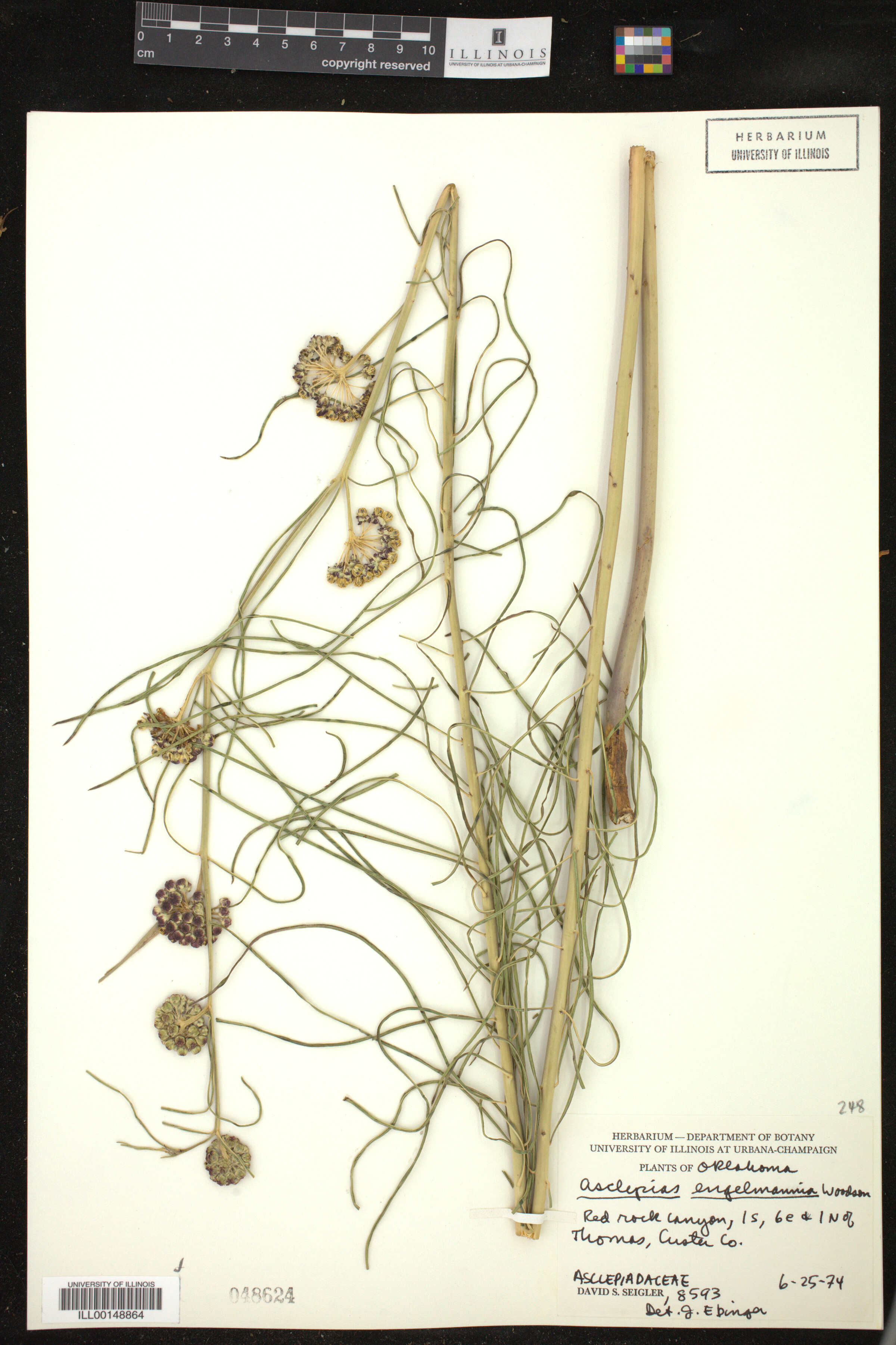 Asclepias engelmanniana image