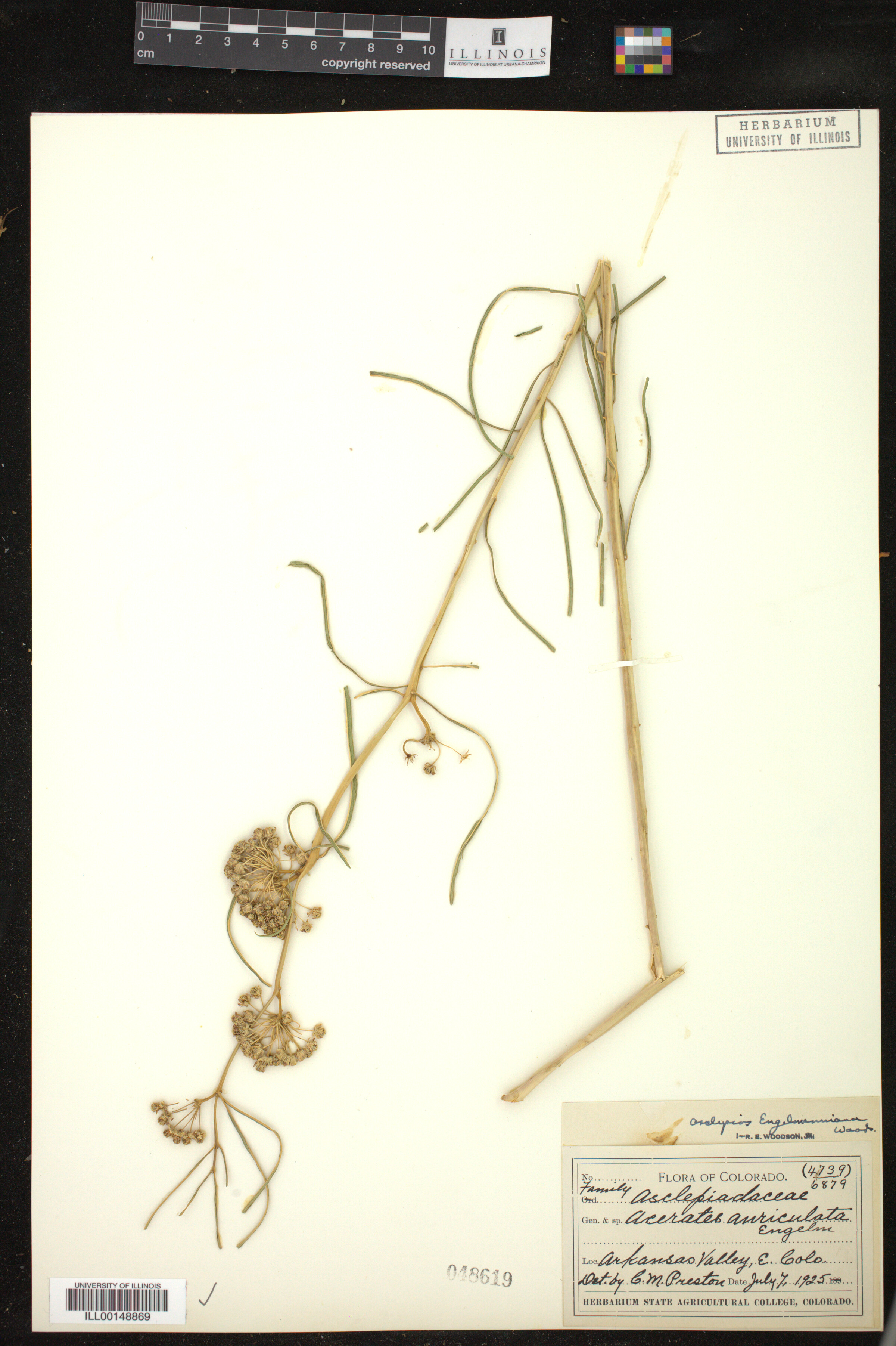 Asclepias engelmanniana image