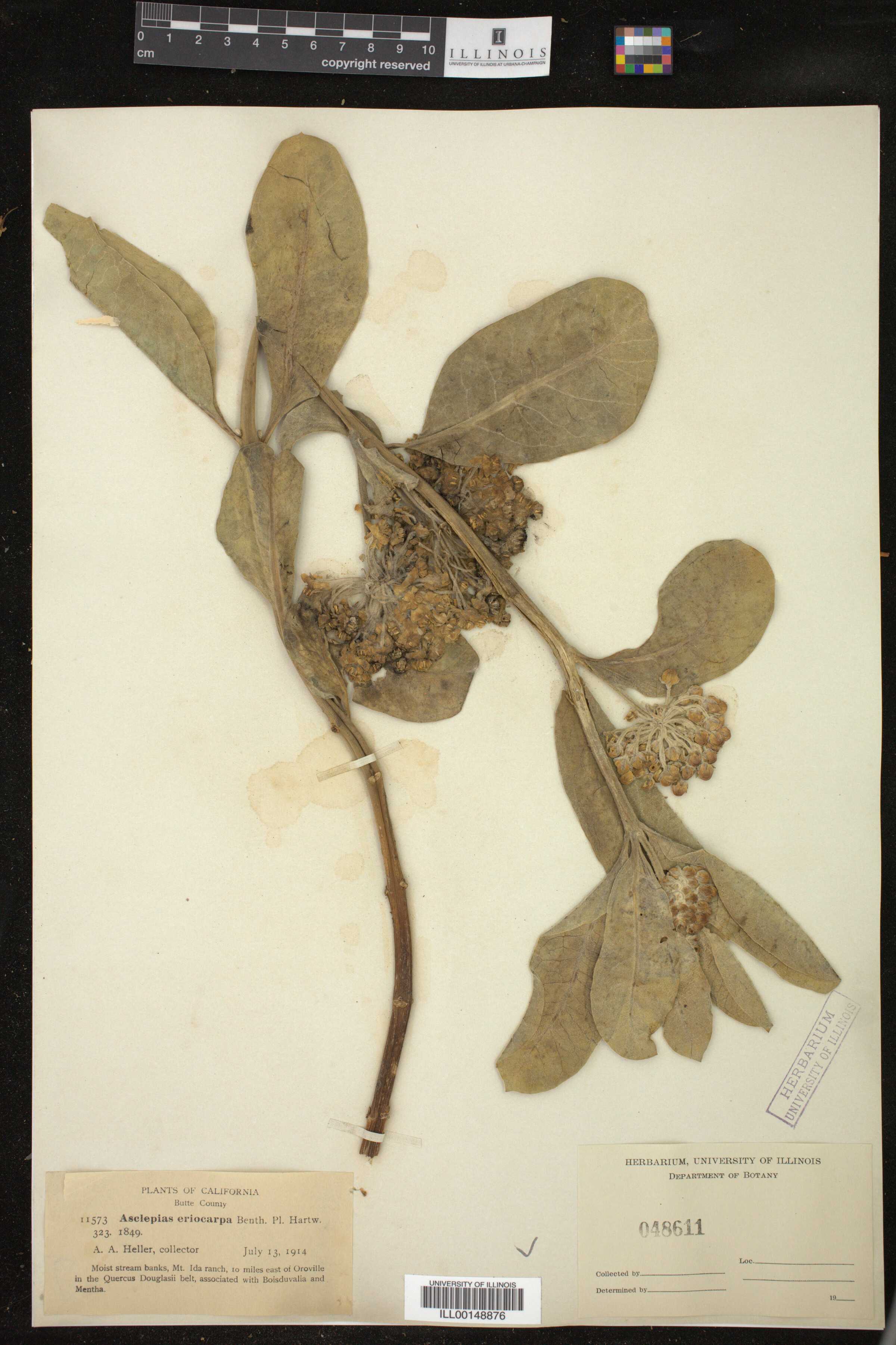 Asclepias eriocarpa image