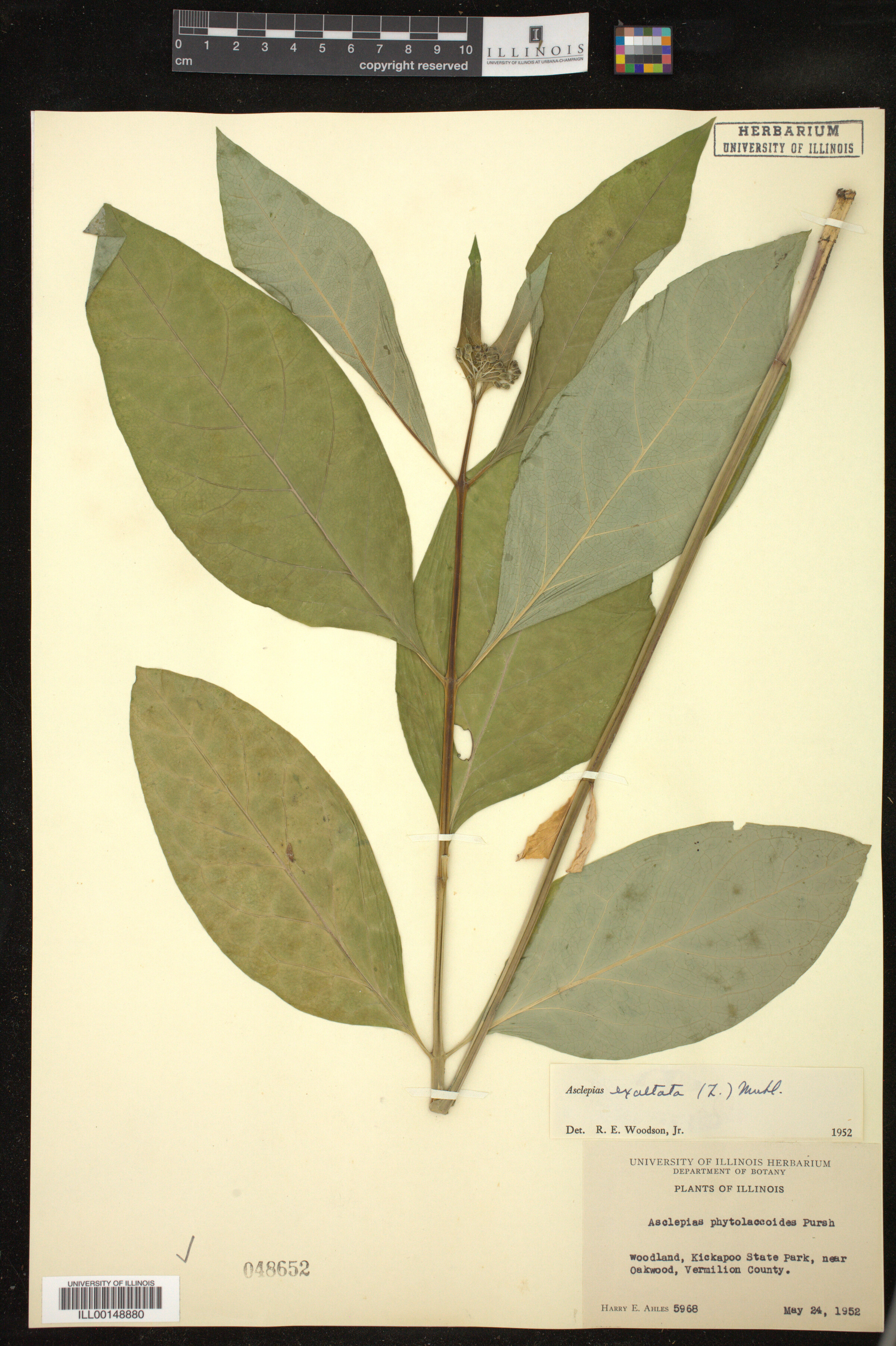 Asclepias exaltata image