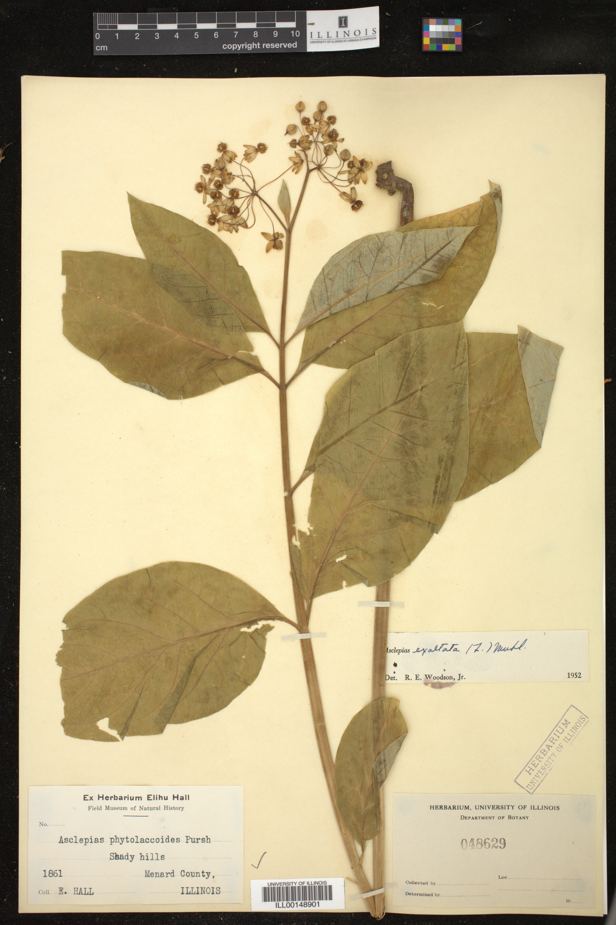 Asclepias exaltata image
