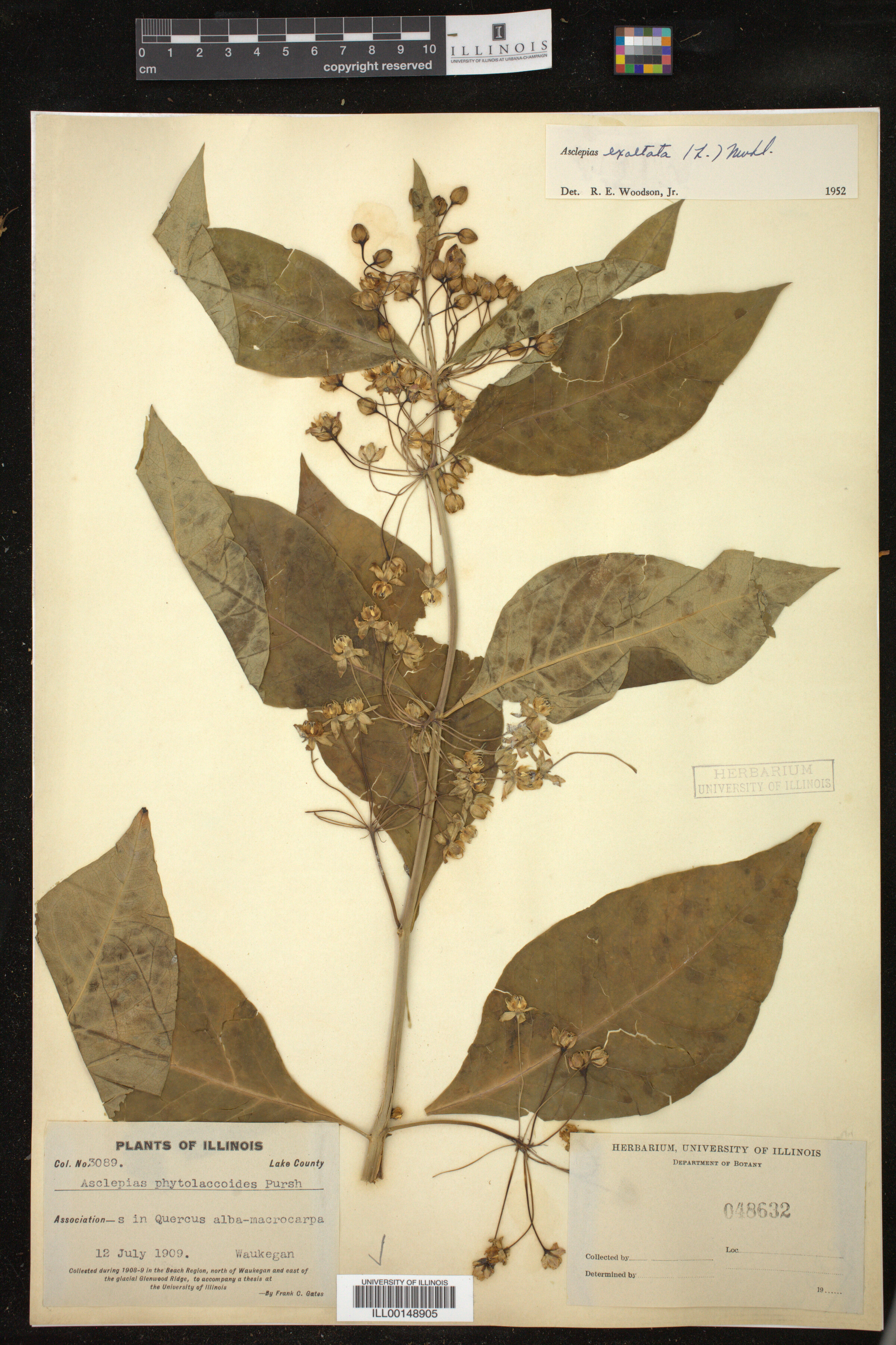 Asclepias exaltata image