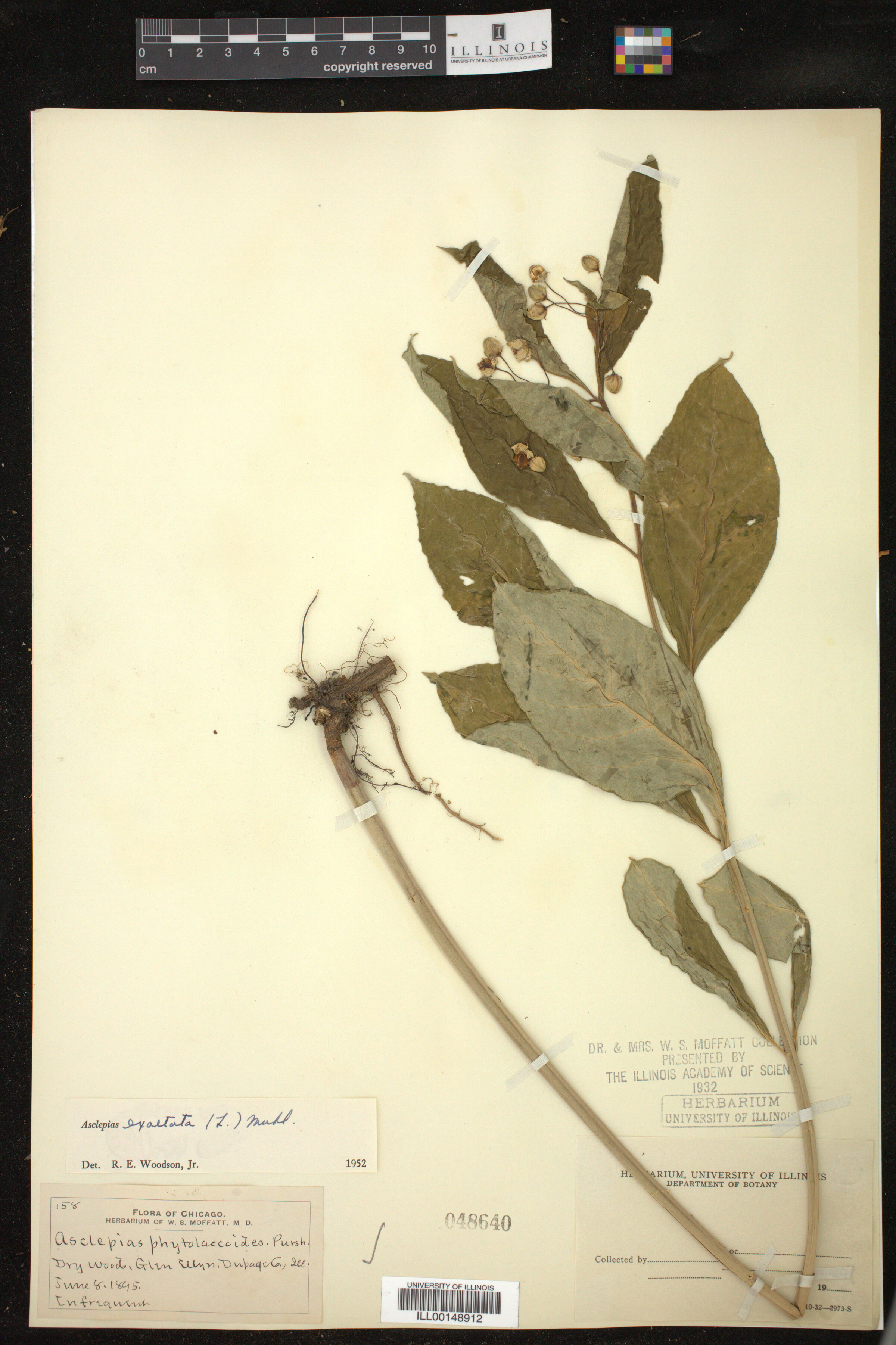 Asclepias exaltata image
