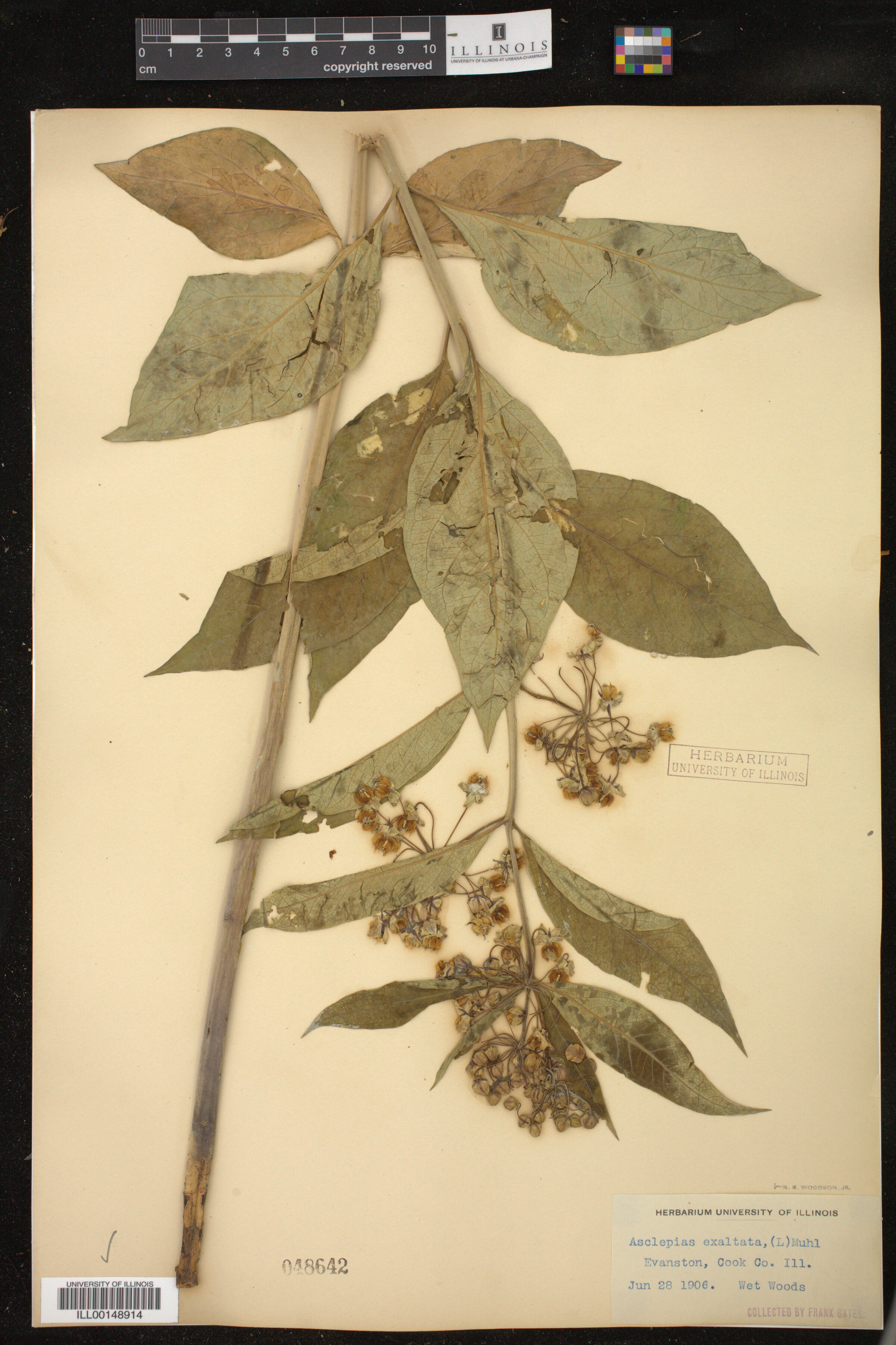 Asclepias exaltata image