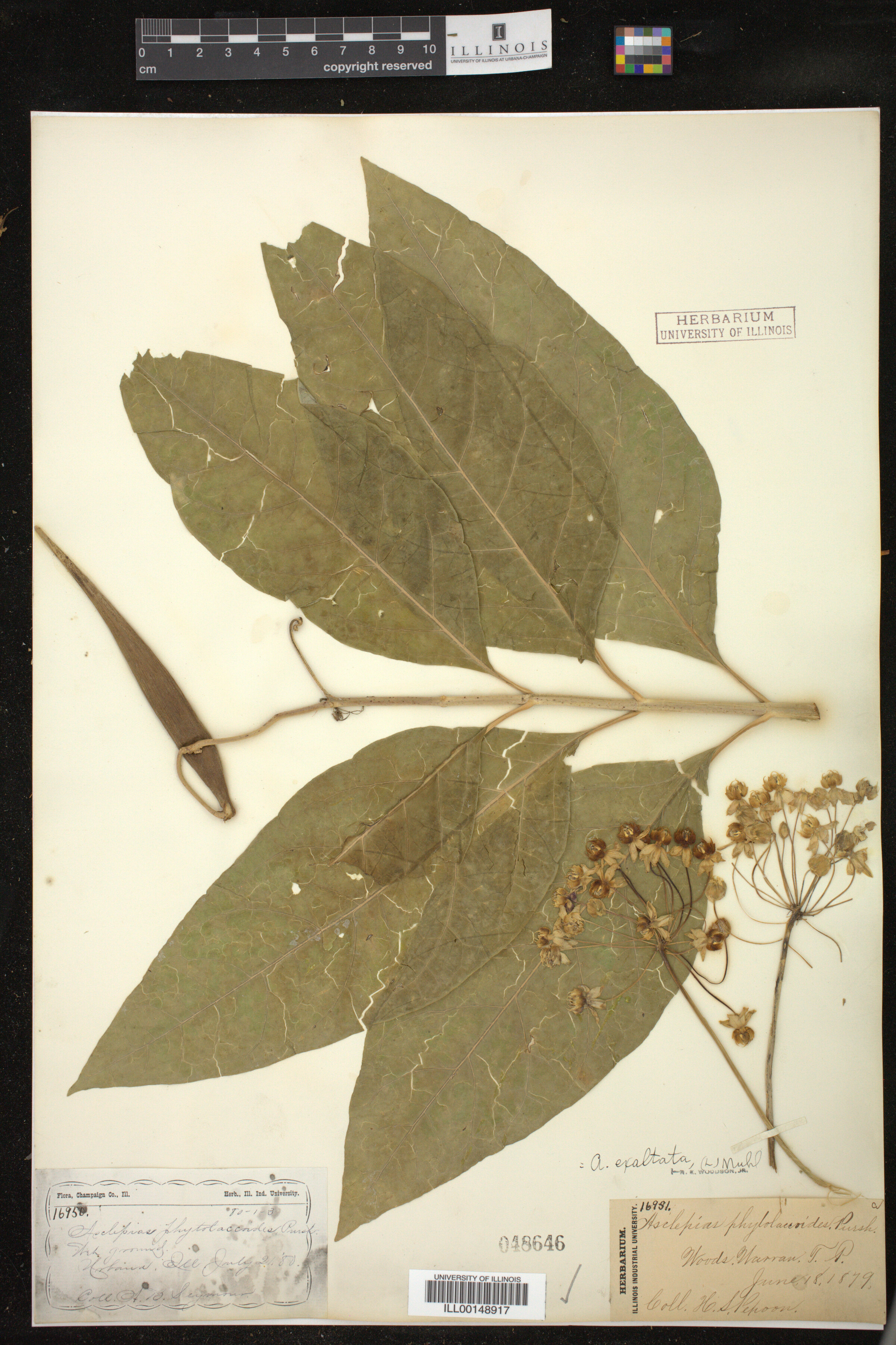 Asclepias exaltata image